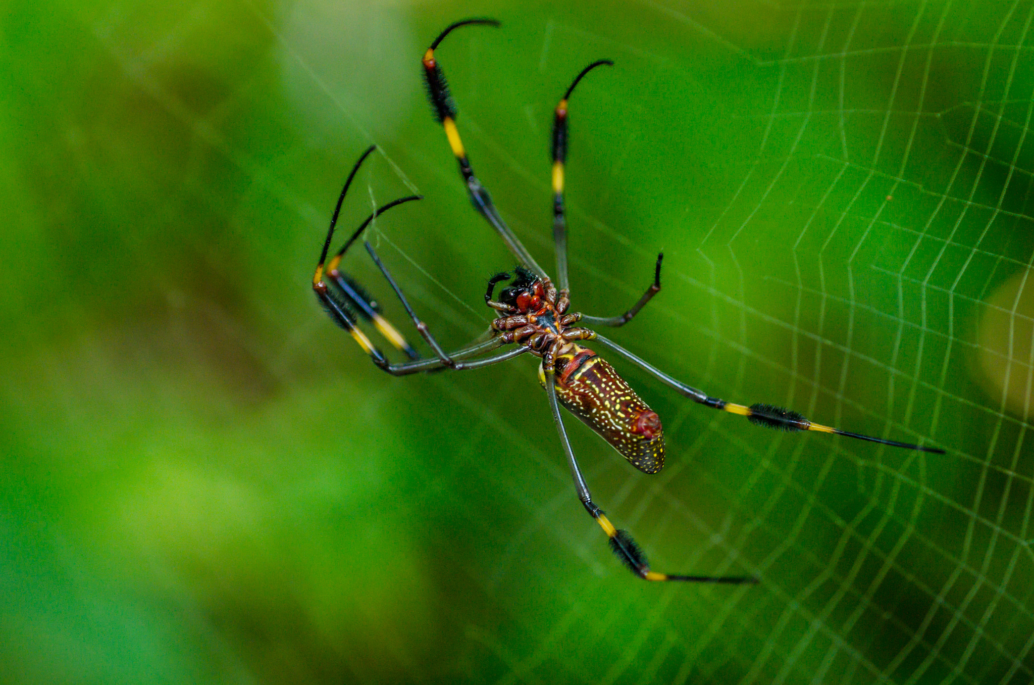 Nikon D7000 + AF Micro-Nikkor 60mm f/2.8 sample photo. Colorful spider photography