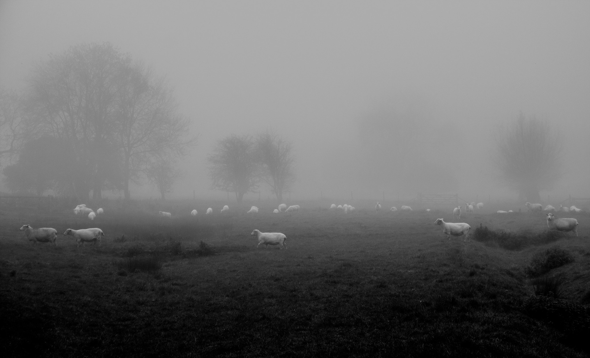 Canon EOS 750D (EOS Rebel T6i / EOS Kiss X8i) sample photo. Sheep in the fog bw photography