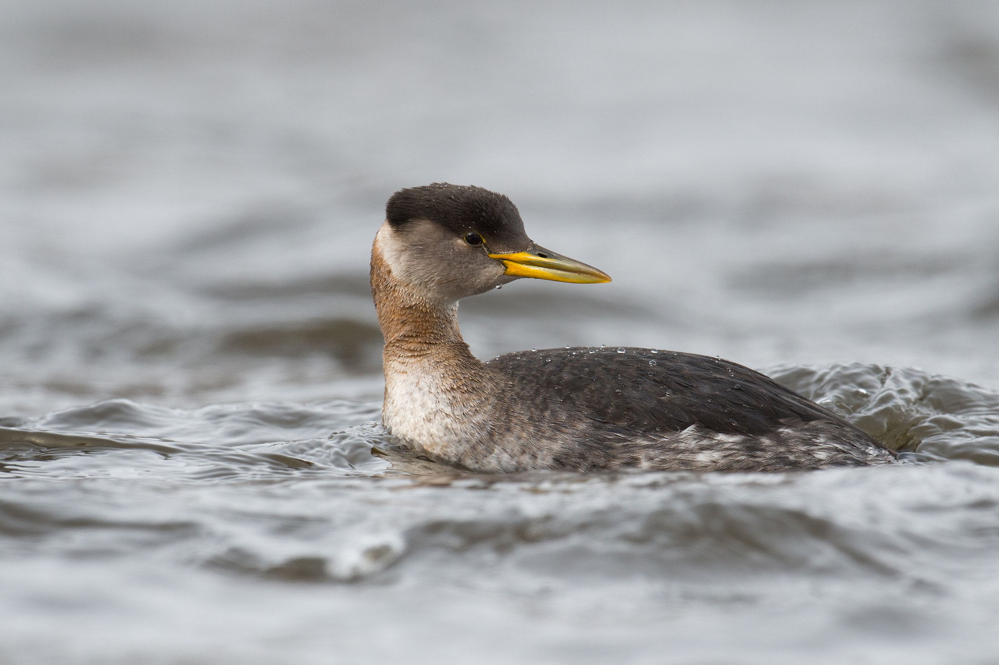 Nikon AF-S Nikkor 800mm F5.6E FL ED VR sample photo. Grebe jougris, podiceps grisegena,red-necked grebe photography