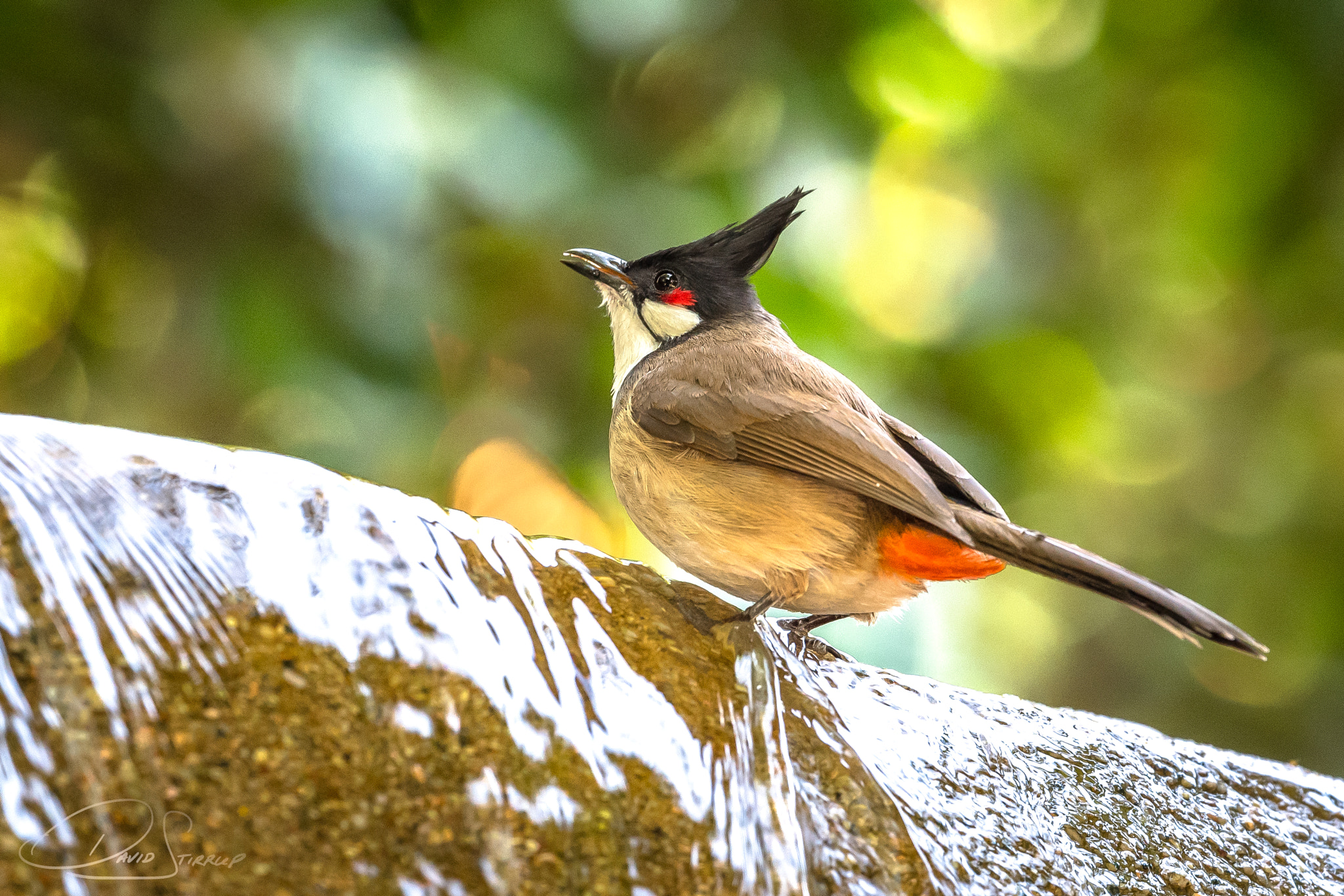 Nikon AF-S Nikkor 500mm F4E FL ED VR sample photo. Trainspotting photography