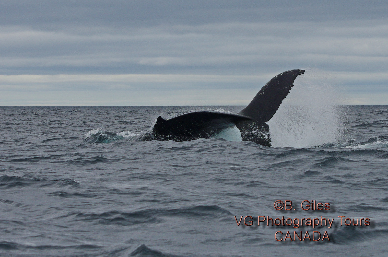 Pentax smc DA* 60-250mm F4.0 ED (IF) SDM sample photo. Tail breach!!!! photography