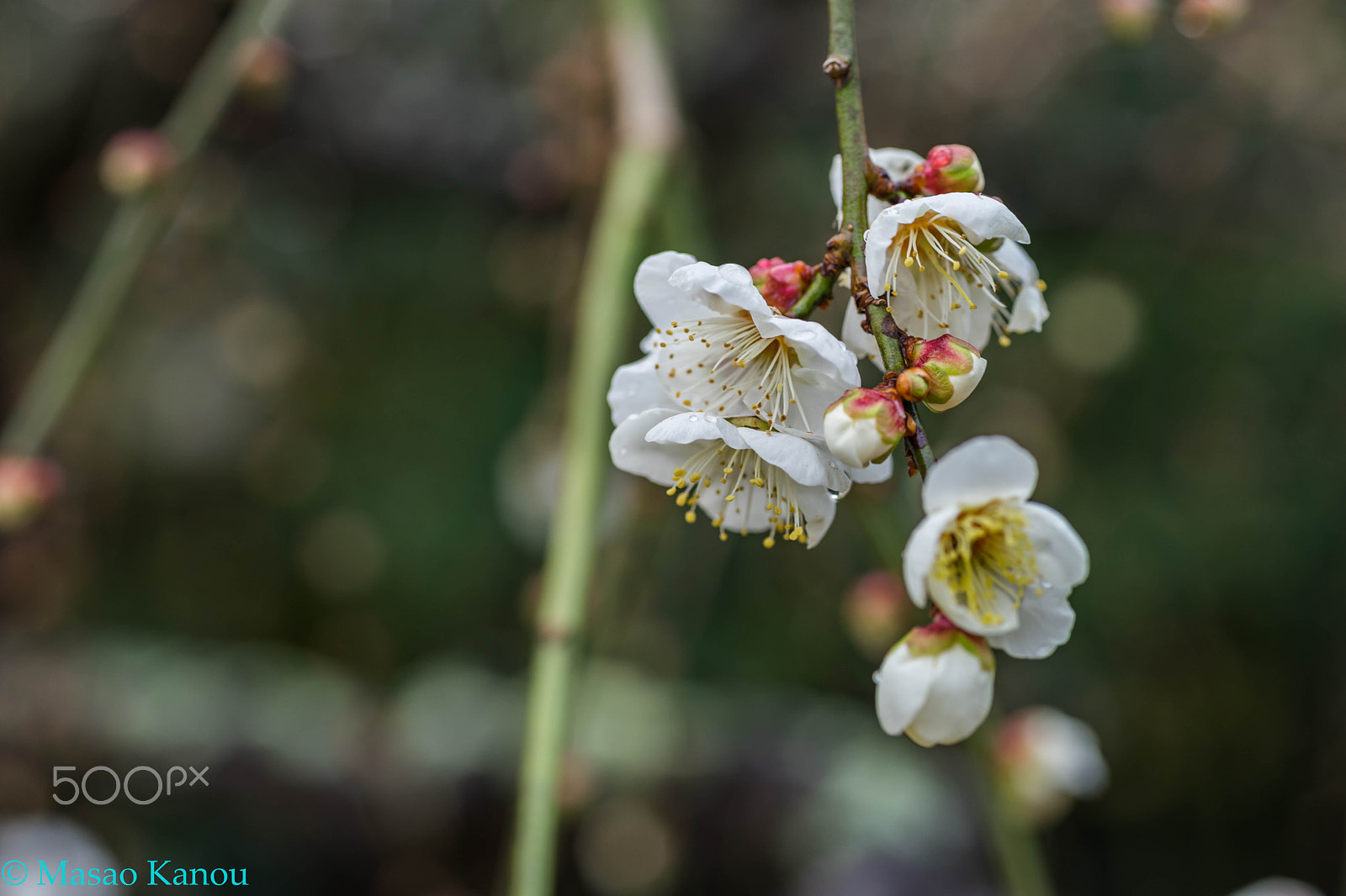 Sony a7 II sample photo. White plum photography