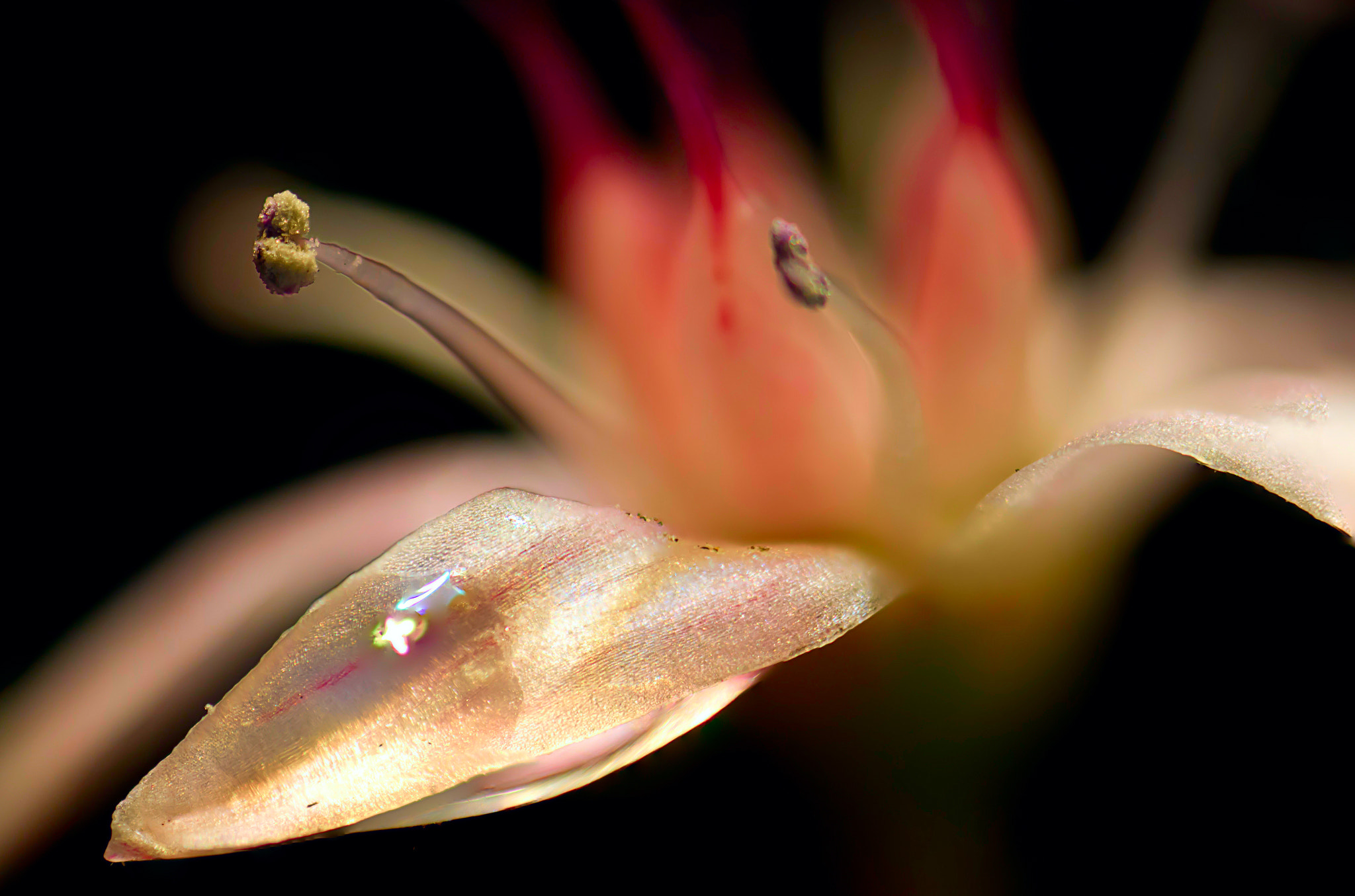 Canon EOS 7D + Canon MP-E 65mm F2.5 1-5x Macro Photo sample photo. Flor photography