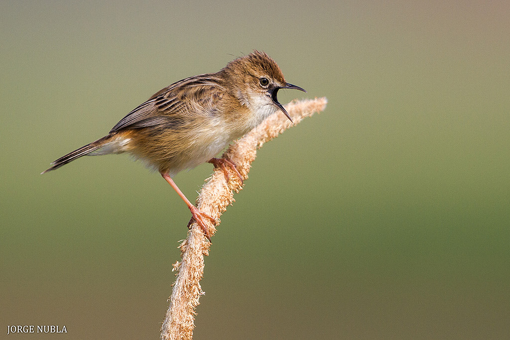 Canon EF 500mm F4L IS II USM sample photo. Cisticola buitrón (cisticola juncidis). photography