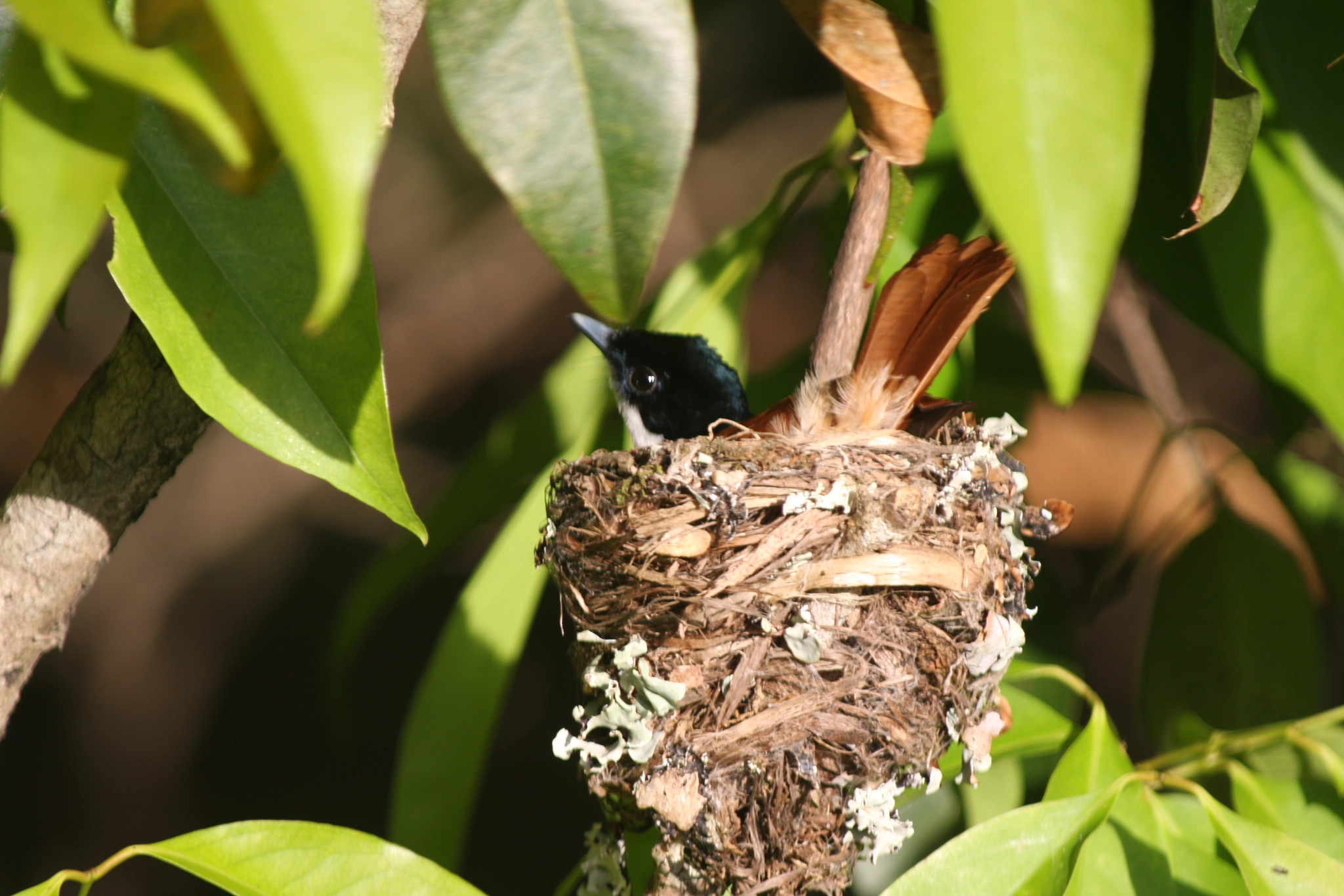 Canon EOS 40D + Canon EF 70-300mm F4-5.6 IS USM sample photo. Nesting bird on the daintree river photography