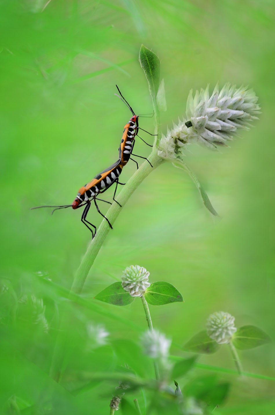 Nikon D7000 + Sigma 150mm F2.8 EX DG Macro HSM sample photo