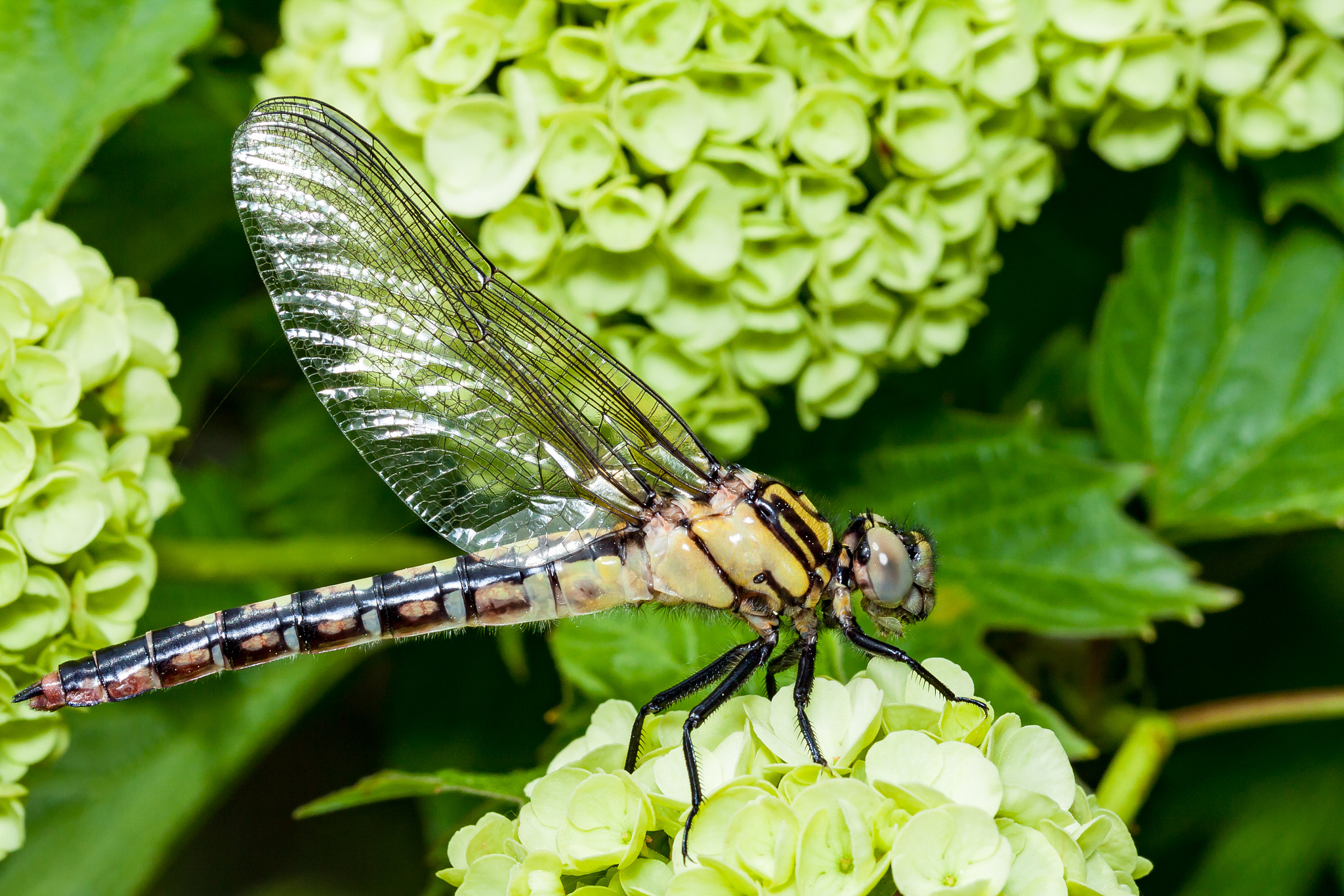 Canon EF 100mm F2.8L Macro IS USM sample photo. Vagrant darter photography