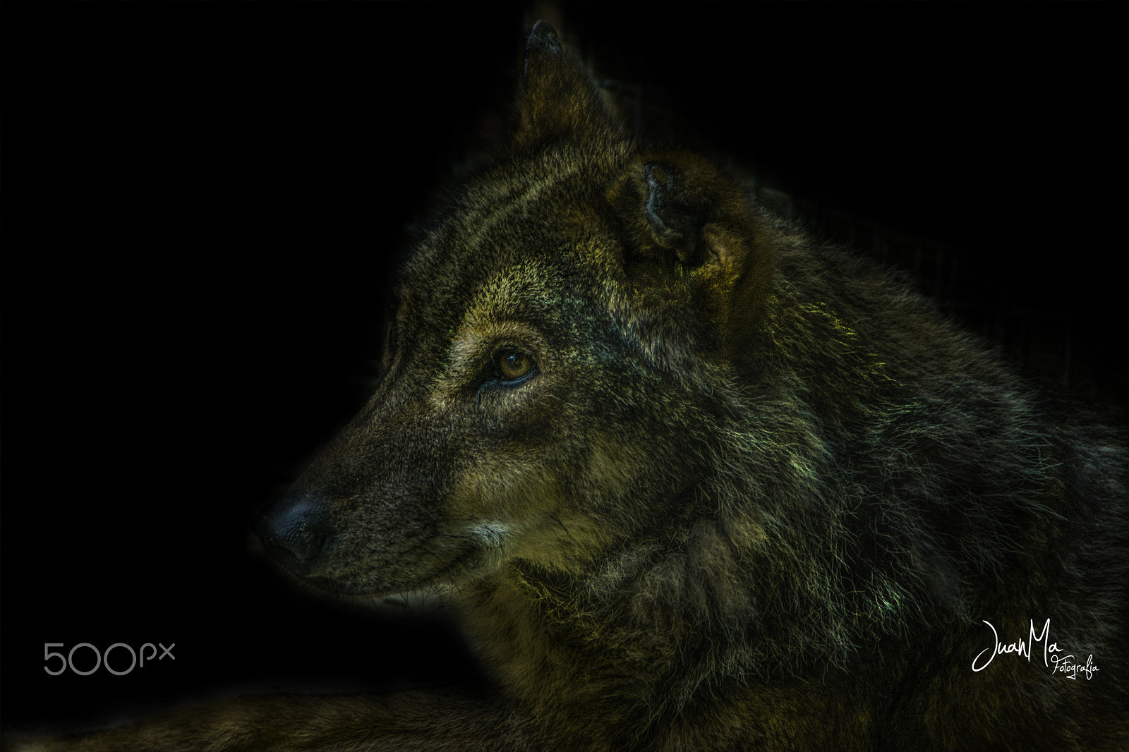 Sony Alpha DSLR-A500 sample photo. El lobo: photography