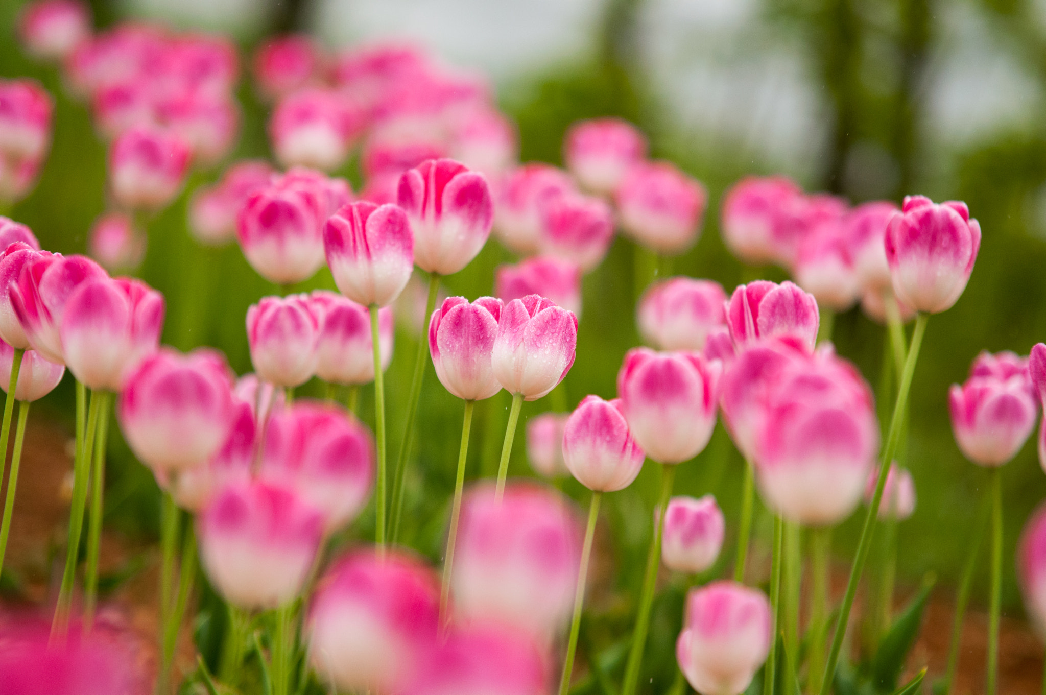 Sigma 70-200mm F2.8 EX DG Macro HSM II sample photo. Tulips in rainy day photography