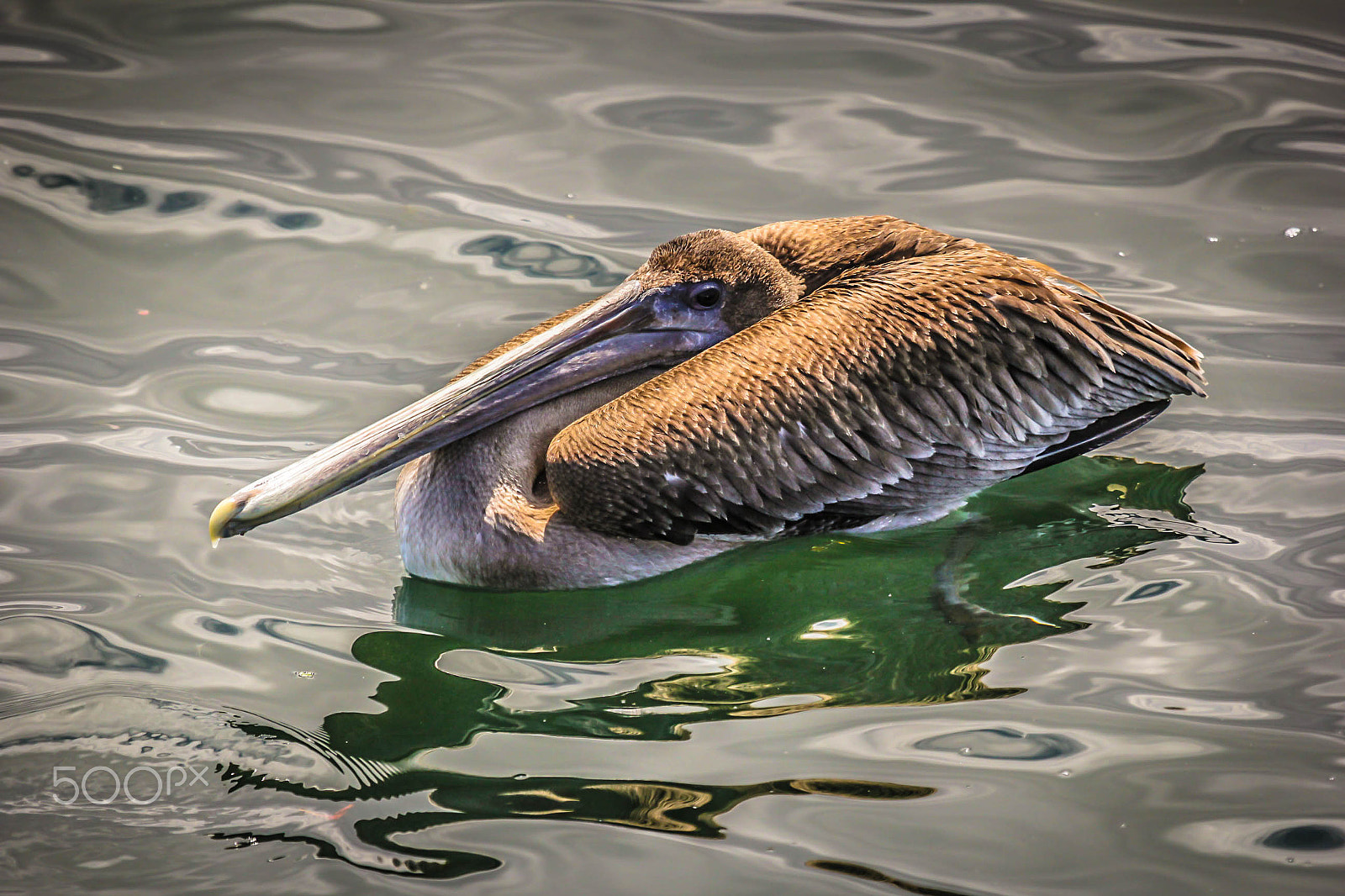 Canon EF 100-400mm F4.5-5.6L IS USM sample photo. Img photography