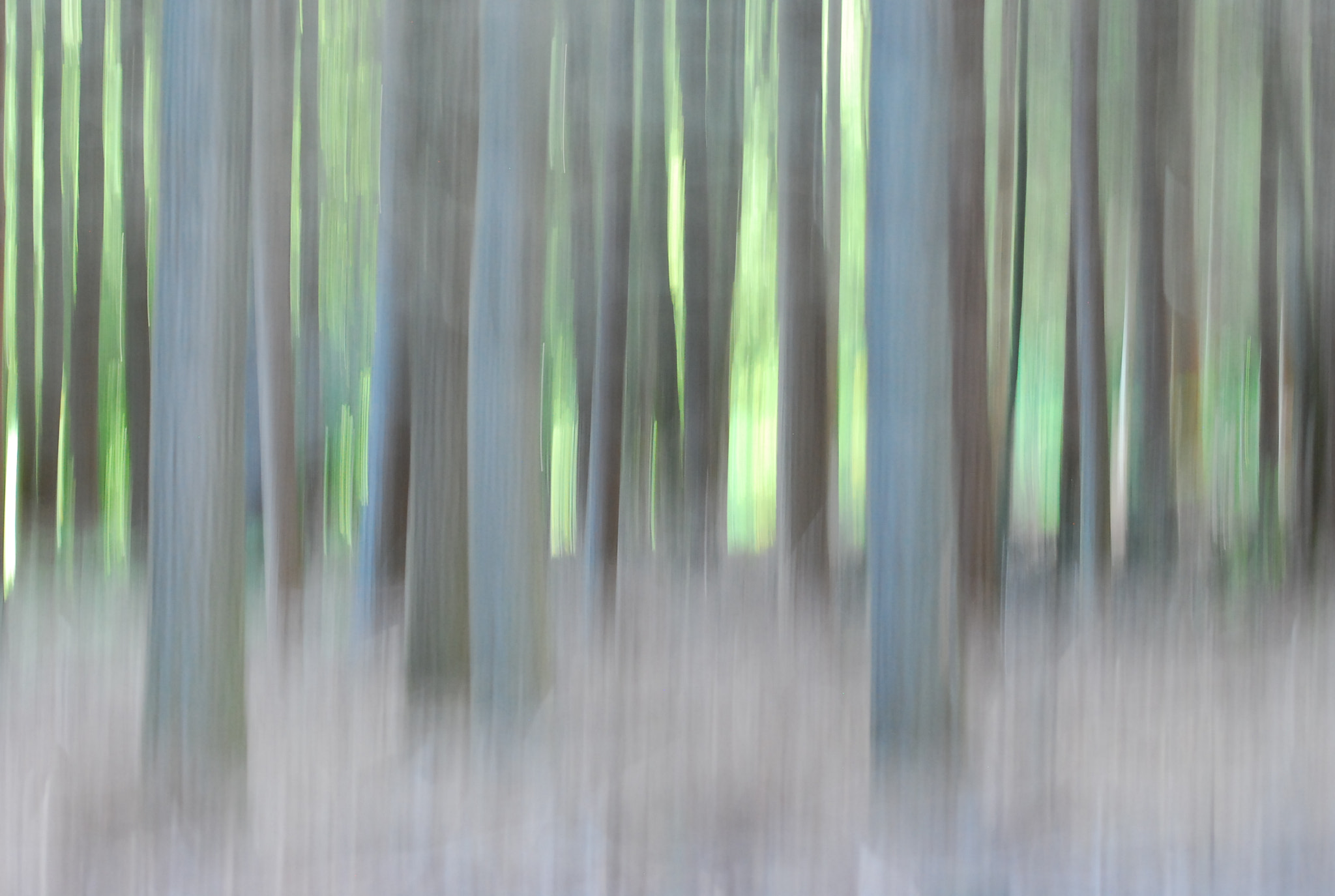Sigma 105mm F2.8 EX DG OS HSM sample photo. Sous-bois photography