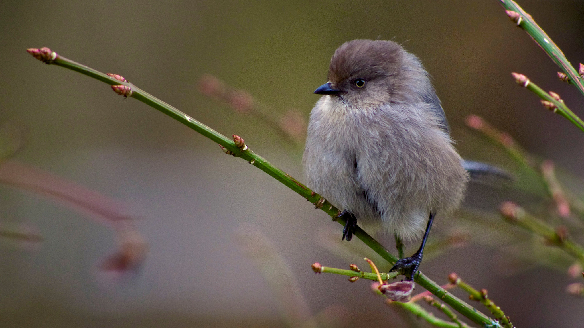 Pentax K-5 sample photo. The visitor photography