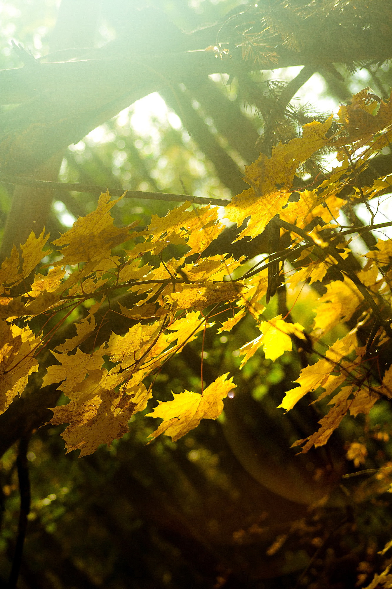 Canon EF 75-300mm f/4-5.6 USM sample photo. Autumn forest... photography
