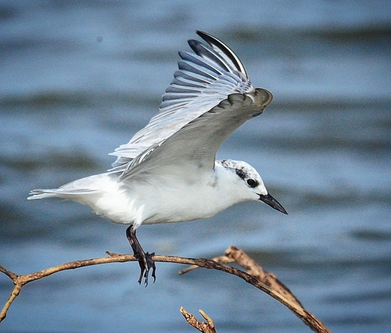 Nikon D300S sample photo. Touch-down, against the wind! photography