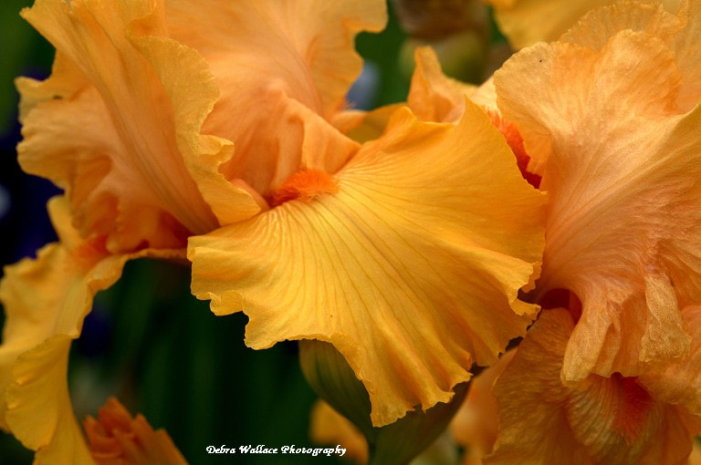 Nikon D300 sample photo. Orange iris photography