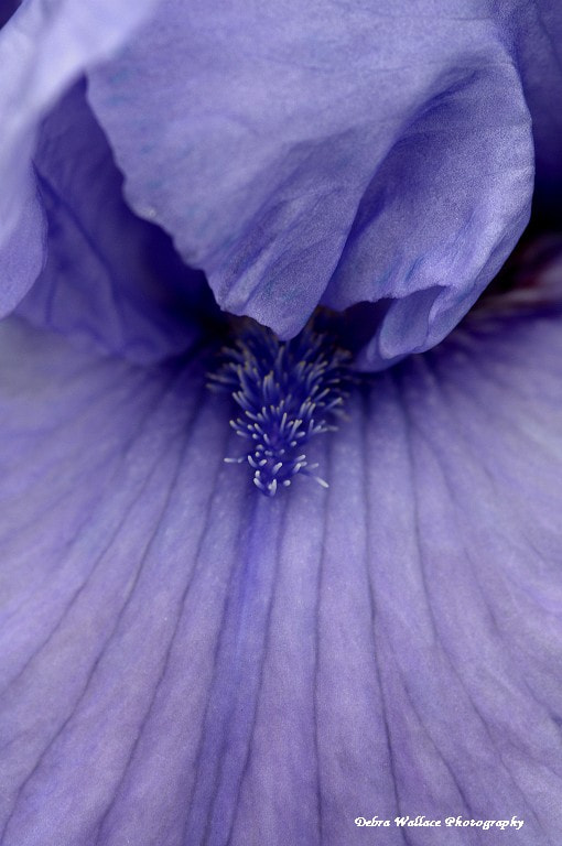 AF Micro-Nikkor 105mm f/2.8D sample photo. Purple iris photography