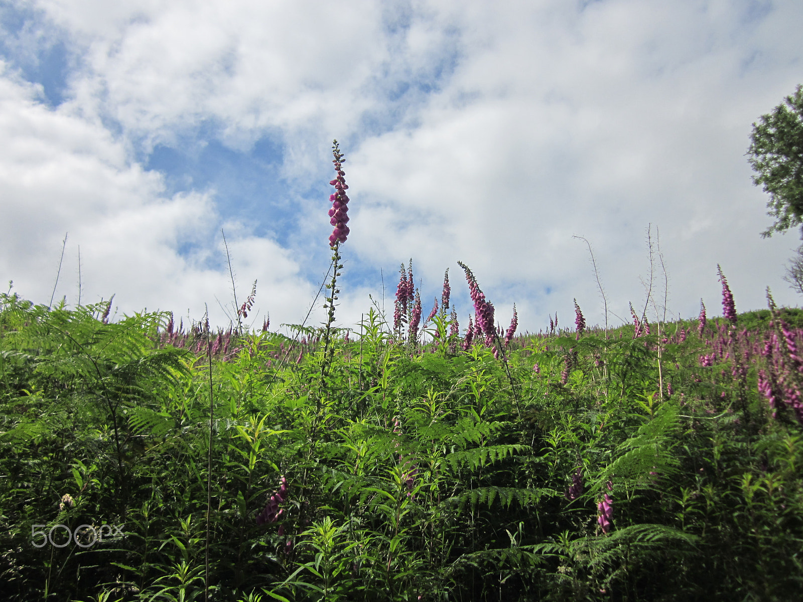Canon PowerShot SD1300 IS (IXUS 105 / IXY 200F) sample photo. Img photography