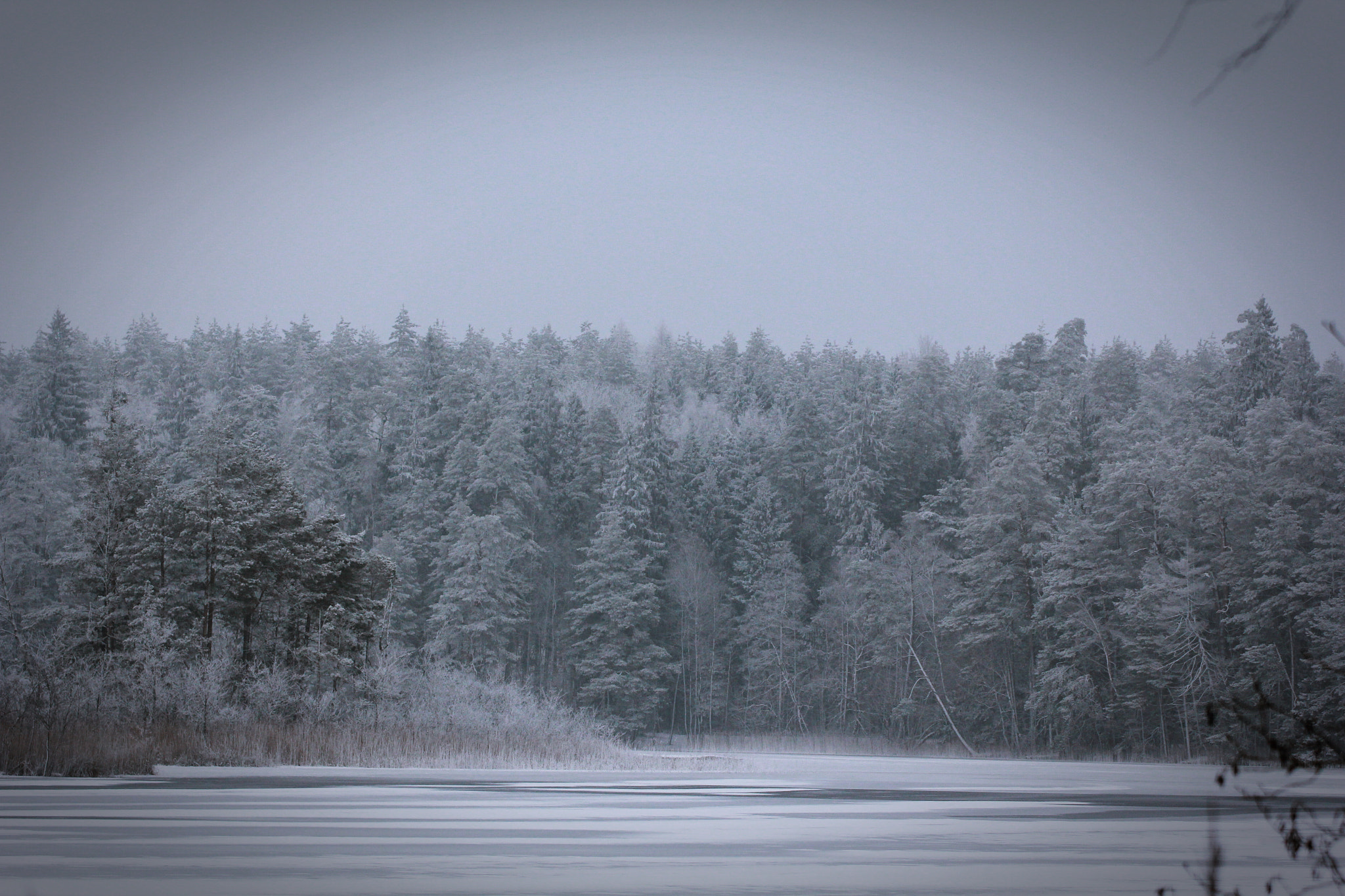 Canon EOS 60D sample photo. Winter forest photography