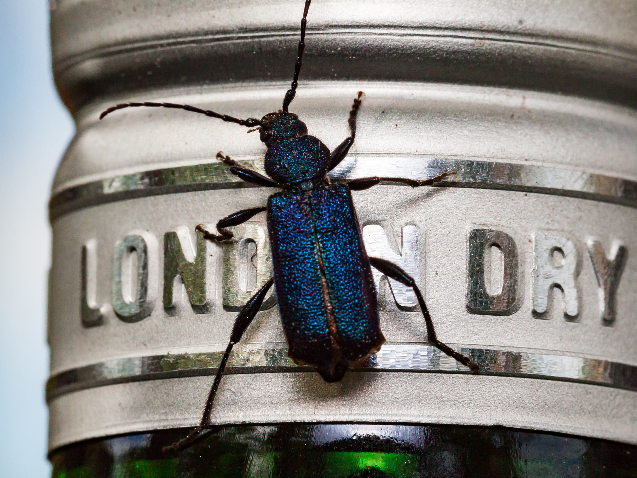 Canon EF 100mm F2.8L Macro IS USM sample photo. Callidium violaceum photography