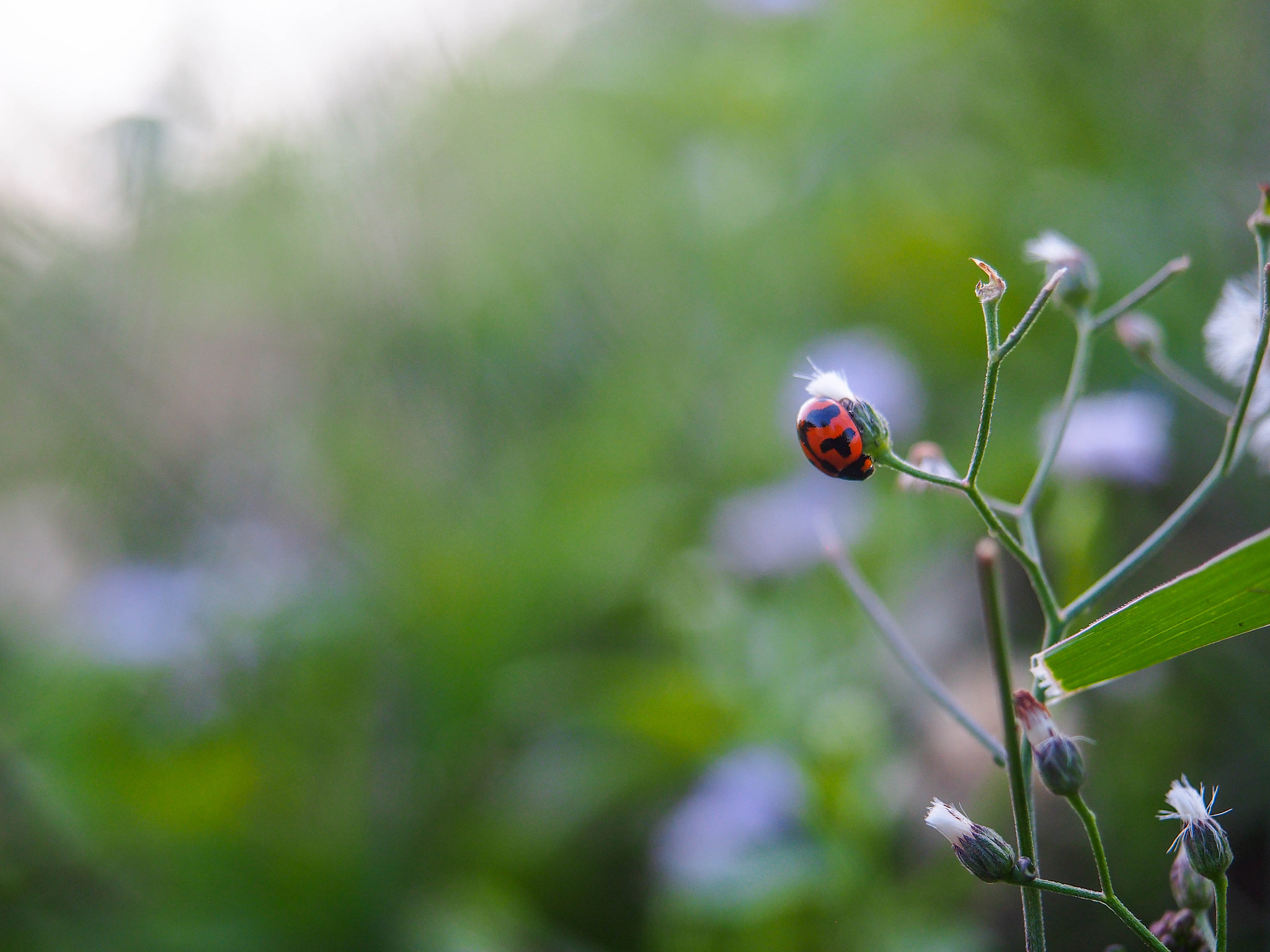 Olympus PEN E-PL5 + Olympus M.Zuiko Digital ED 12-40mm F2.8 Pro sample photo. Orange beetle photography