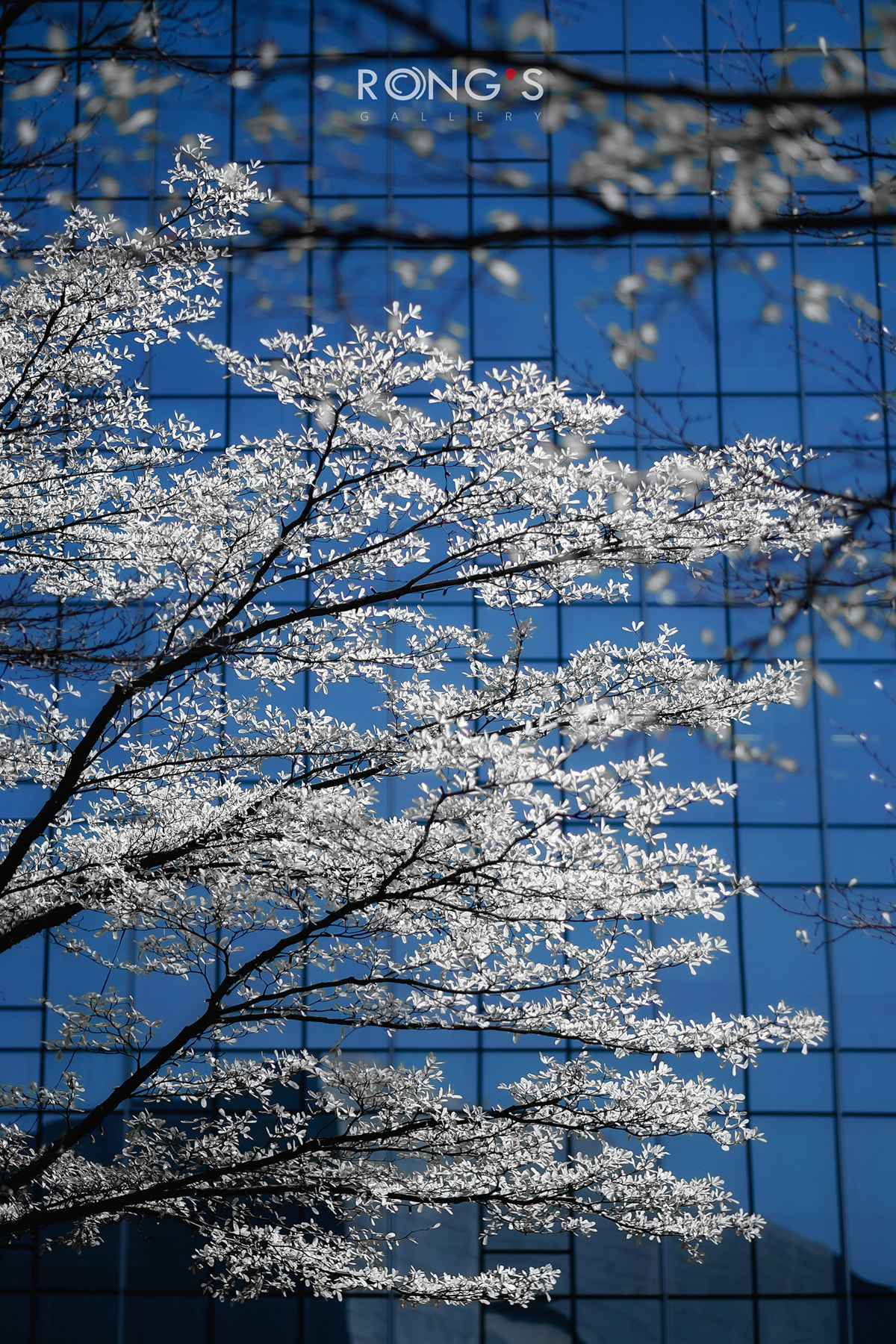 Fujifilm XF 56mm F1.2 R sample photo