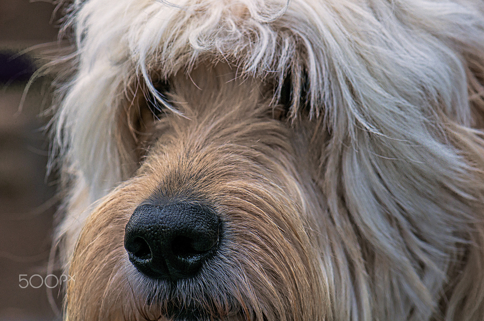Nikon AF-S Micro-Nikkor 105mm F2.8G IF-ED VR sample photo. Lucy photography