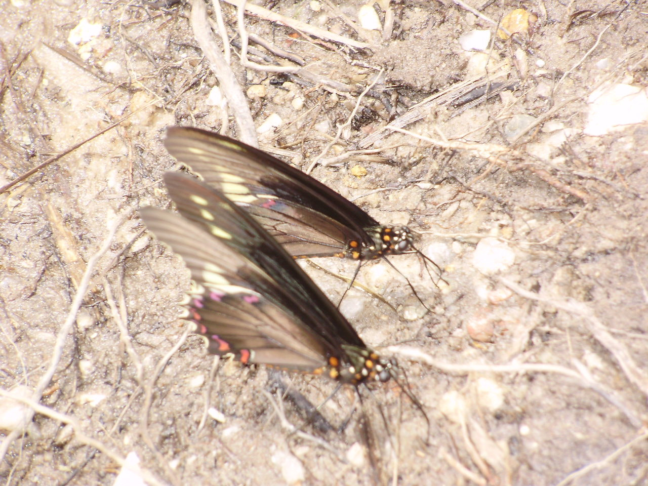 Olympus FE310,X840,C530 sample photo. Borboleta photography
