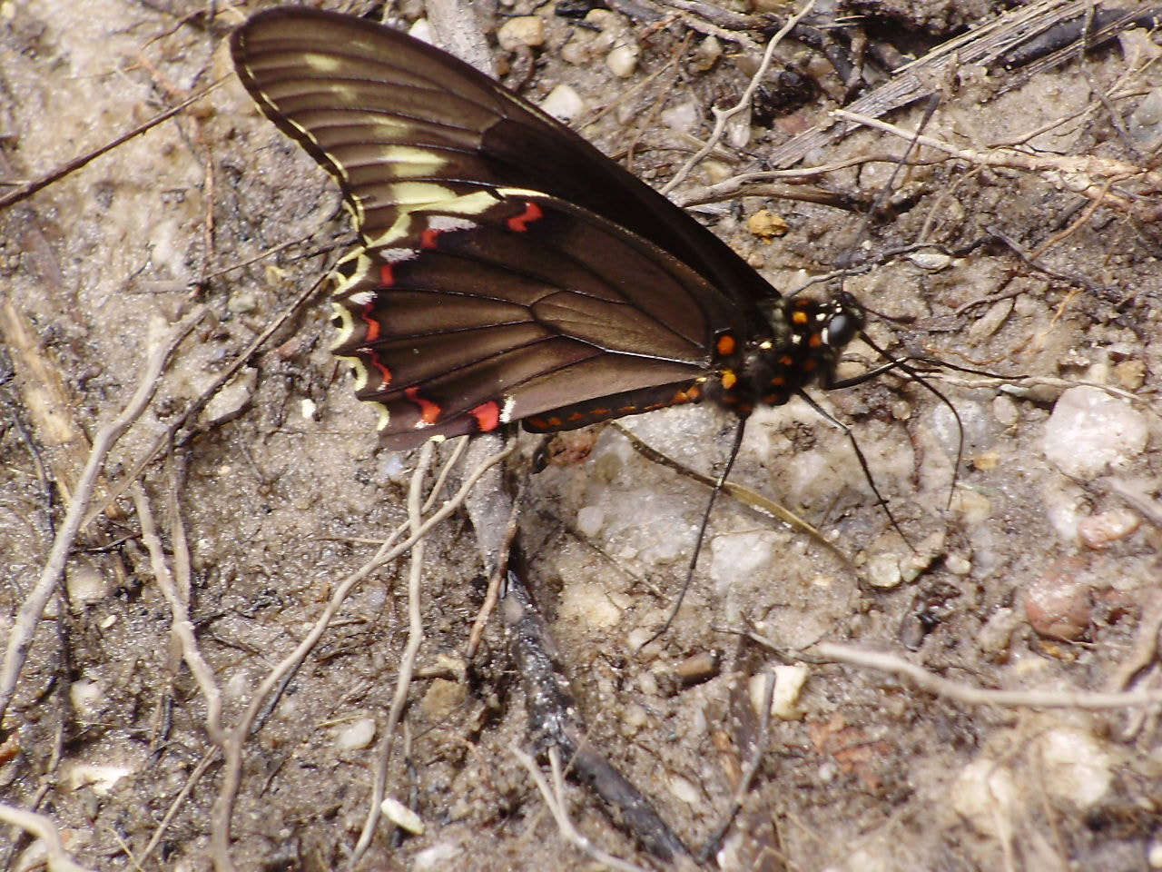 Olympus FE310,X840,C530 sample photo. Borboleta photography