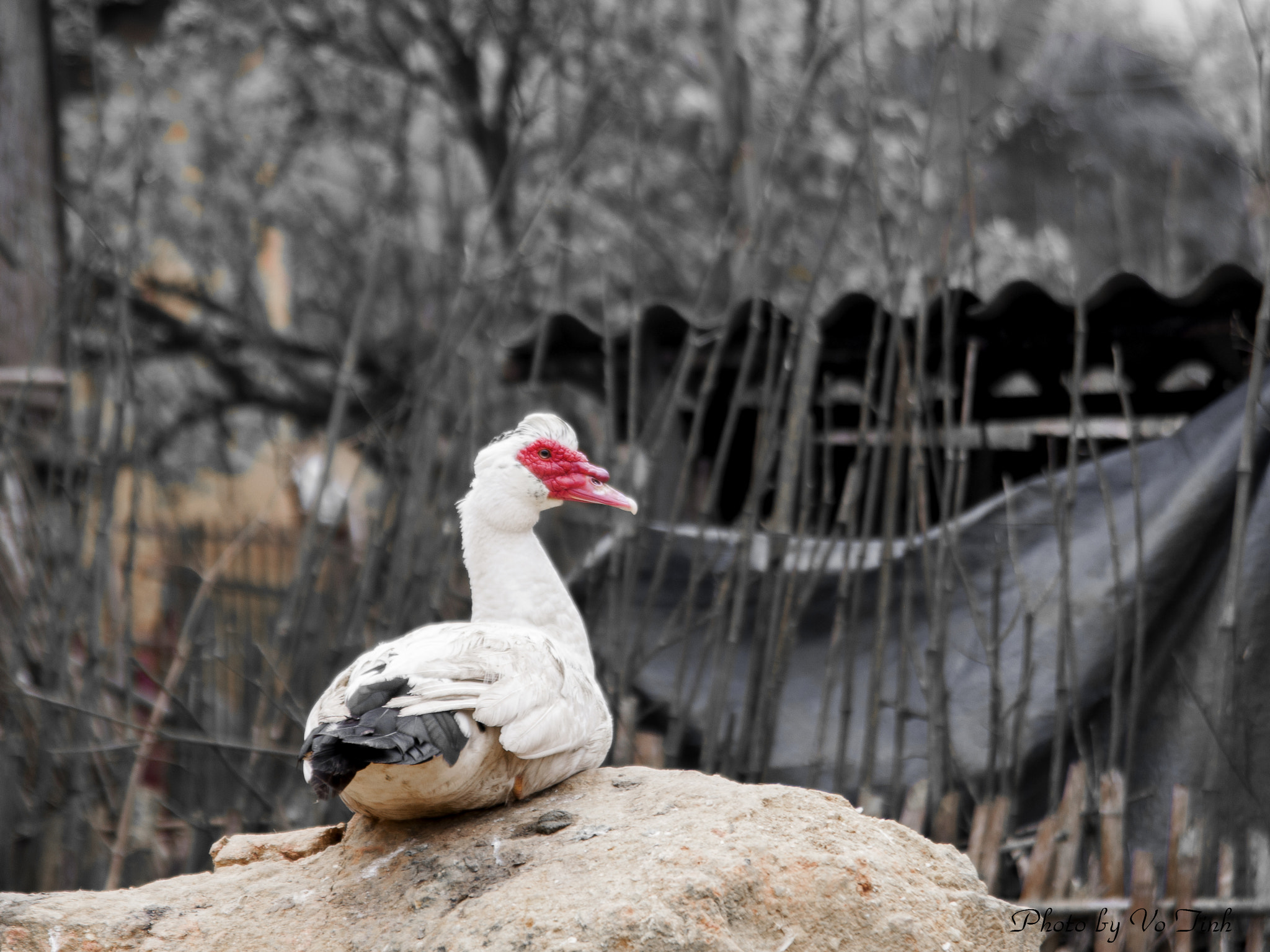 Nikon AF Nikkor 24-85mm F2.8-4D IF sample photo. Duck photography