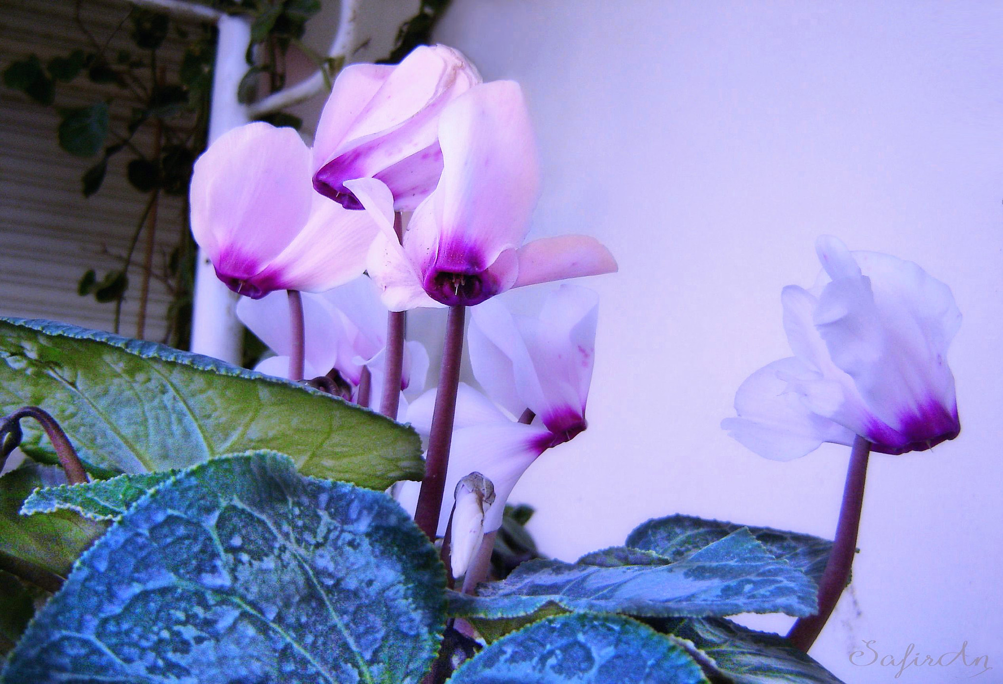 Sony DSC-P73 sample photo. Happy winter flower photography