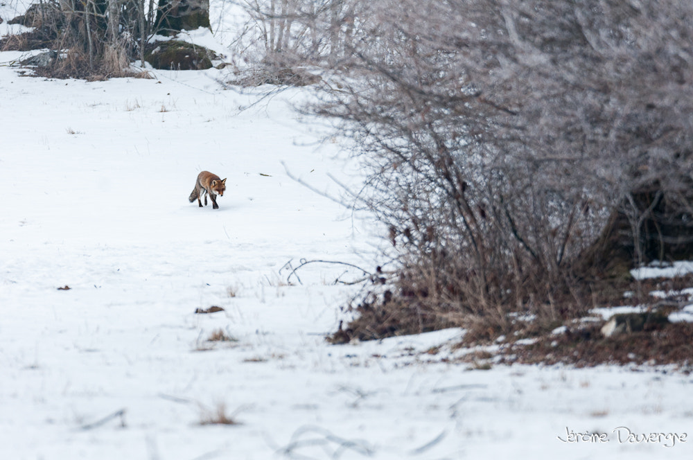 Nikon D300S + Sigma 500mm F4.5 EX DG HSM sample photo. En chasse photography