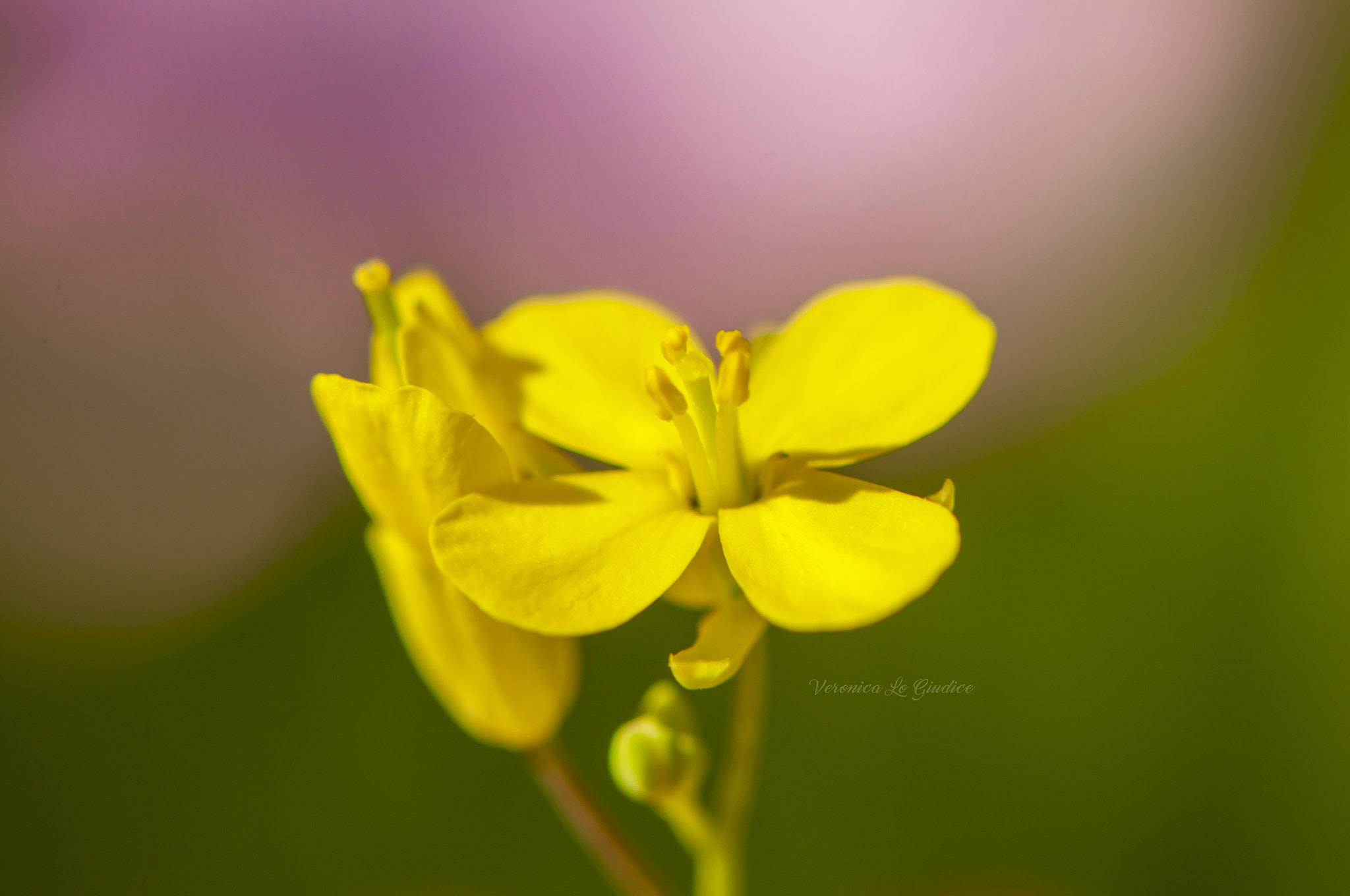 Nikon AF-S DX Micro-Nikkor 85mm F3.5G ED VR sample photo. Yellow flower photography