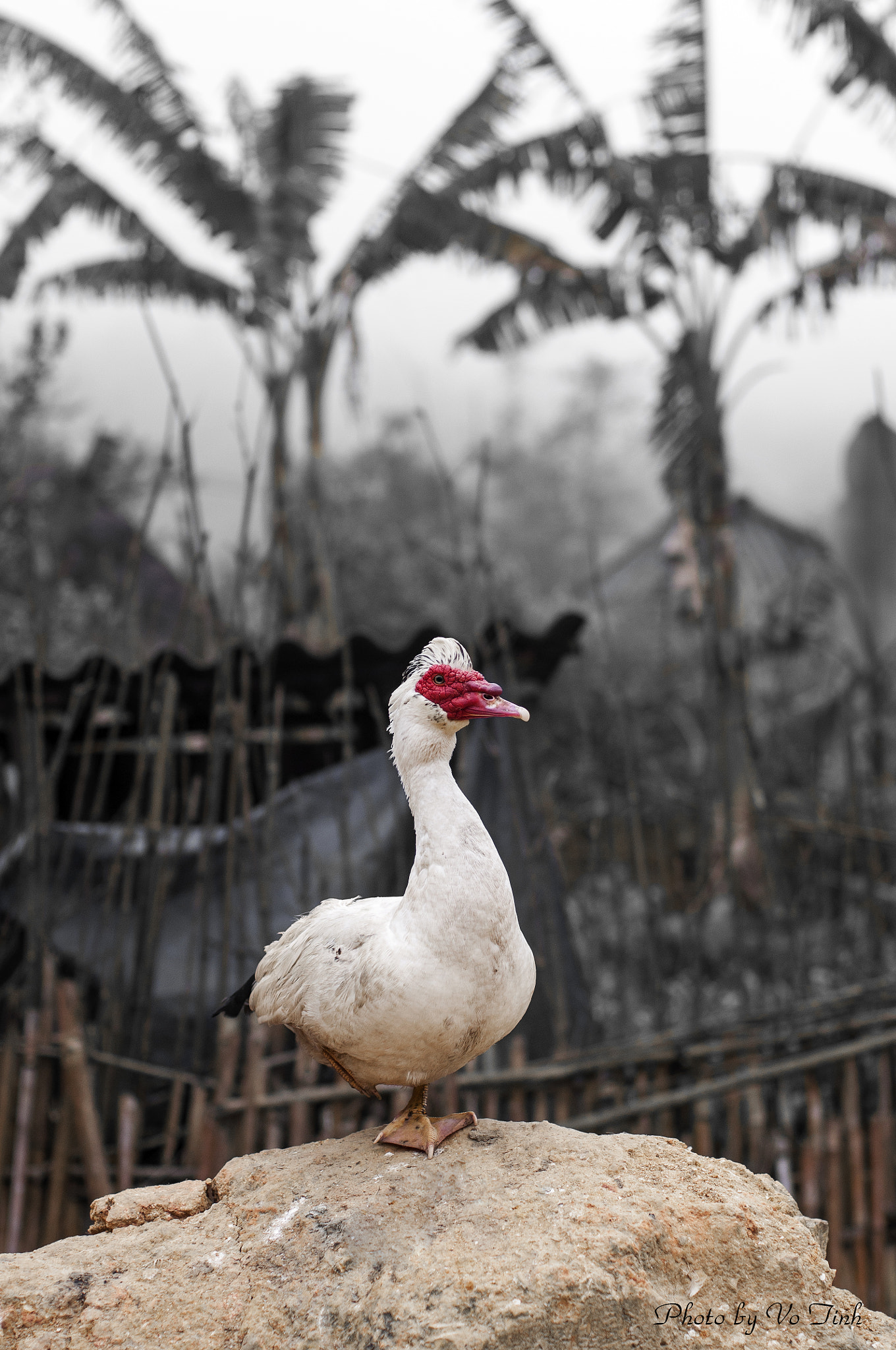 Nikon D90 + Nikon AF Nikkor 50mm F1.4D sample photo. Duck photography