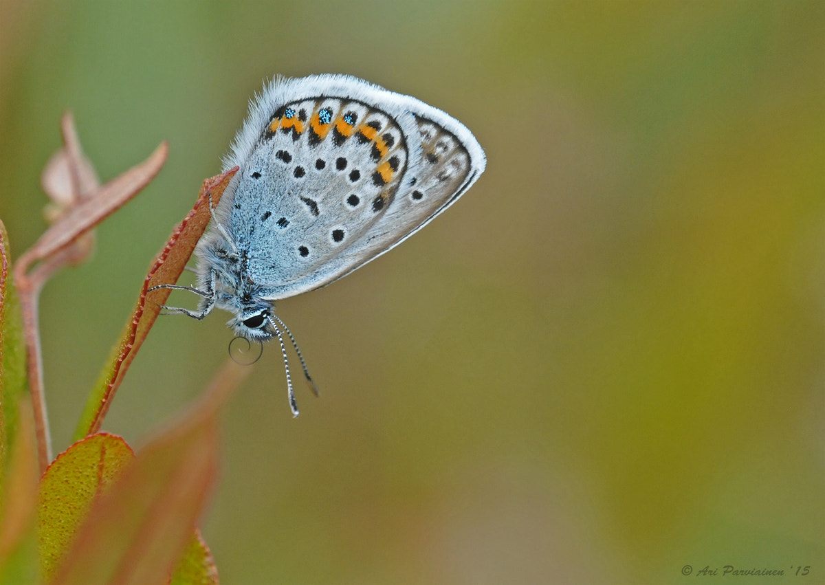 Sigma 150mm F2.8 EX DG OS Macro HSM sample photo. Visitor on a leather leaf photography