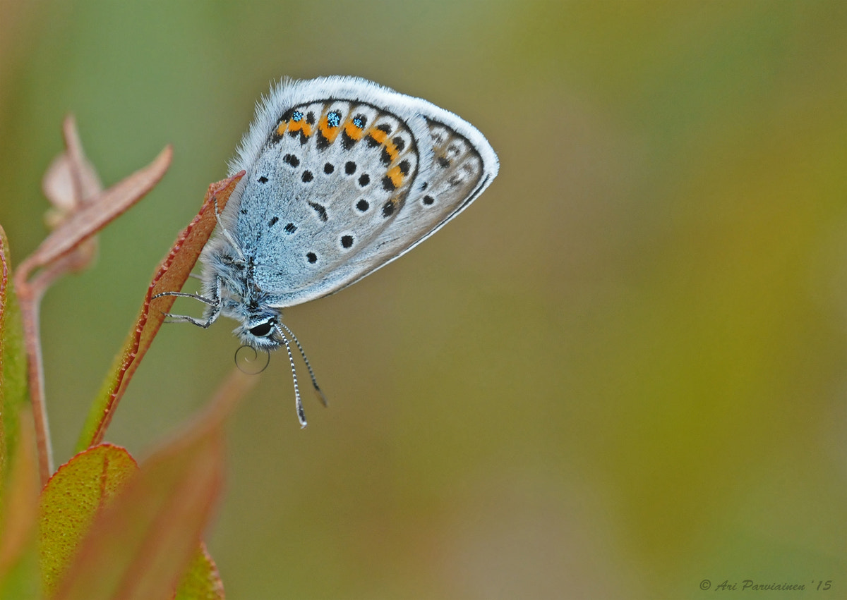 Nikon D300S sample photo. Visitor on a leather leaf photography