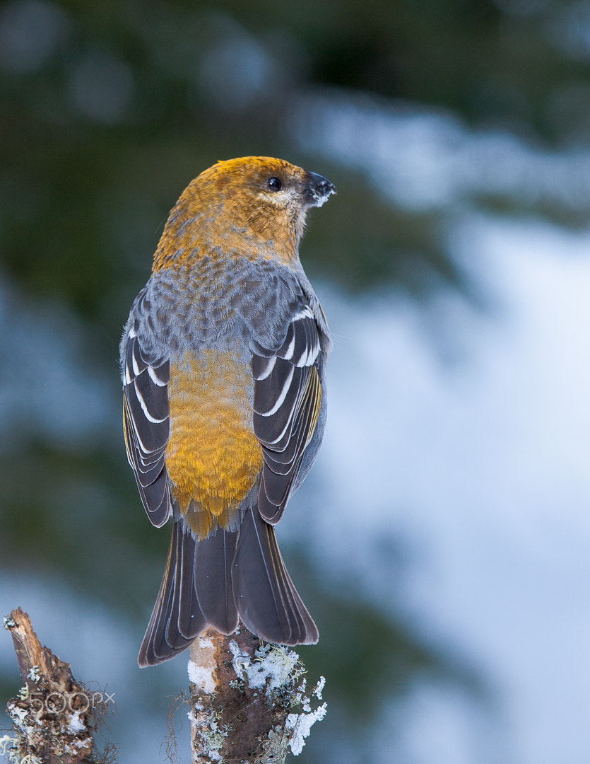 Canon EOS 40D + Canon EF 300mm F2.8L IS USM sample photo. Golden bird photography