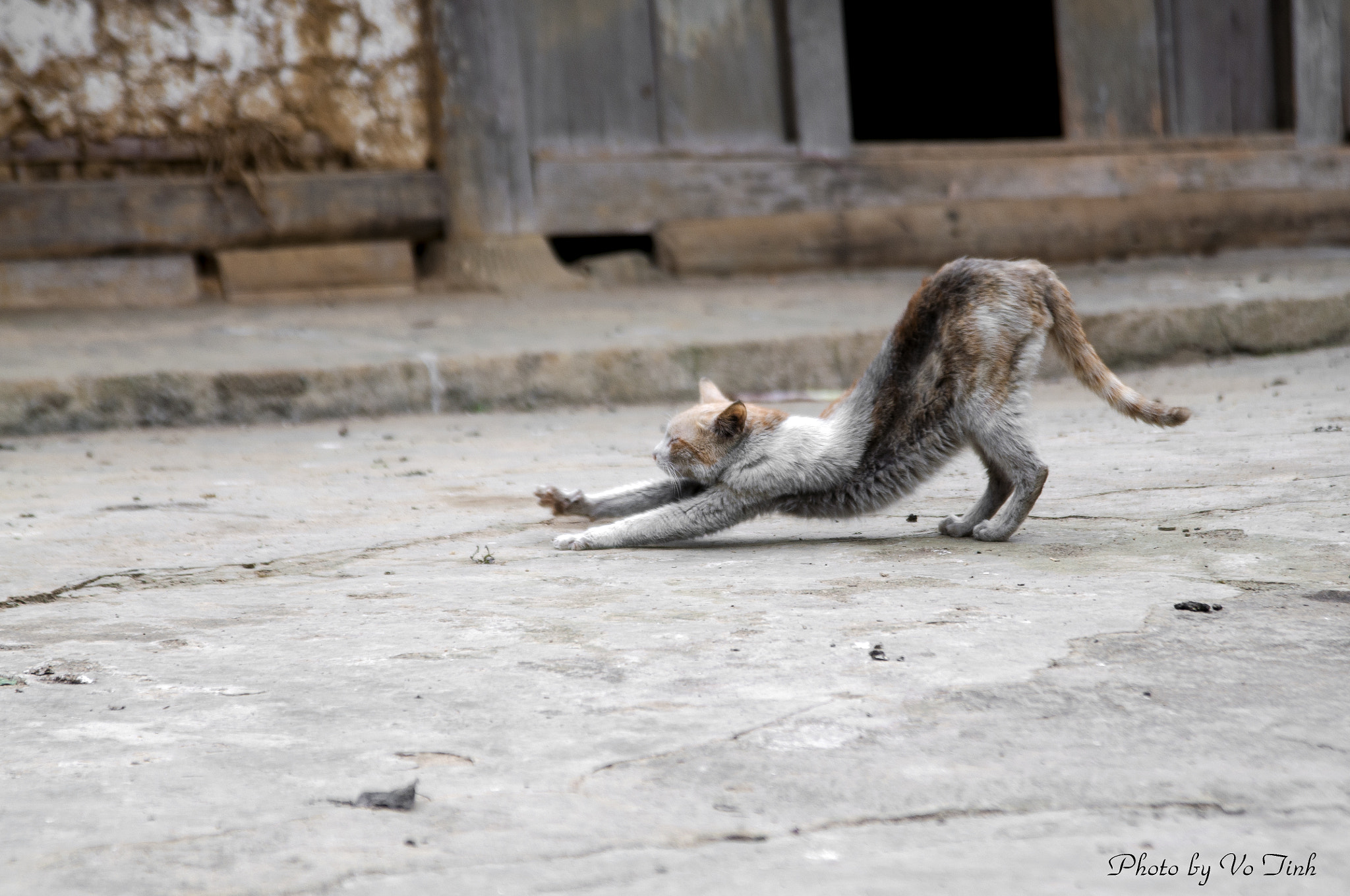 Nikon AF Nikkor 24-85mm F2.8-4D IF sample photo. Cat photography