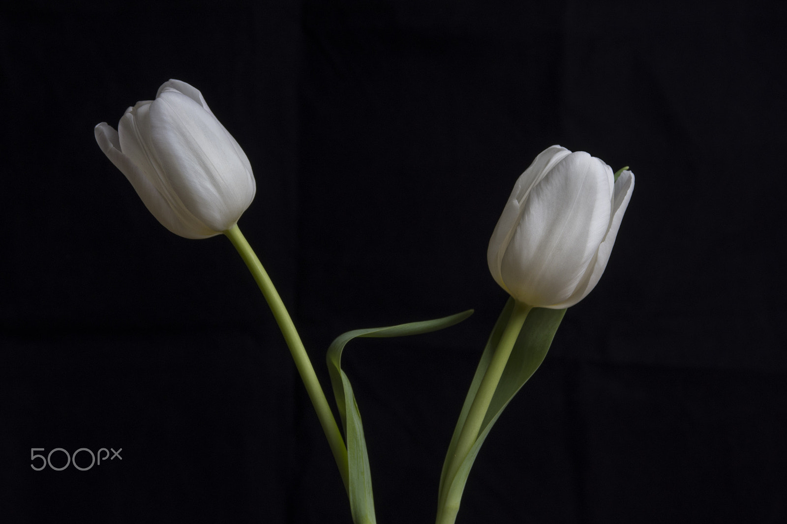 Sigma 17-70mm F2.8-4 DC Macro OS HSM sample photo. White on black photography