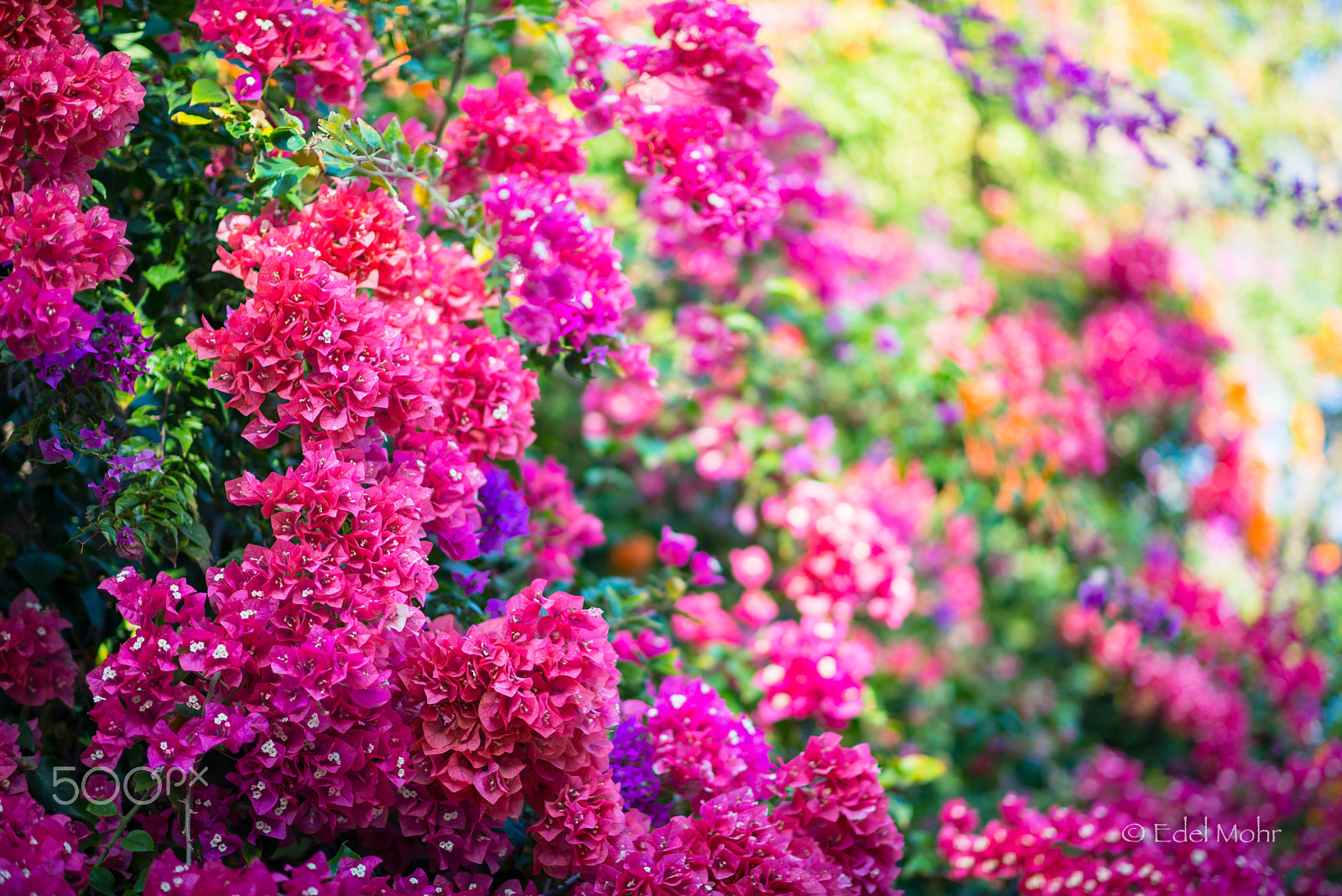 Nikon D610 + Nikon AF-S Nikkor 85mm F1.4G sample photo. Color overload photography