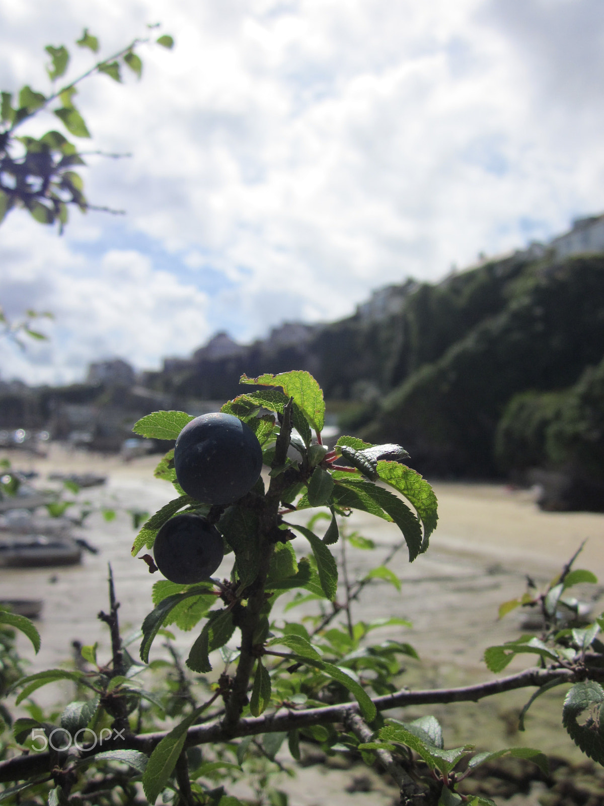 Canon PowerShot SD1300 IS (IXUS 105 / IXY 200F) sample photo