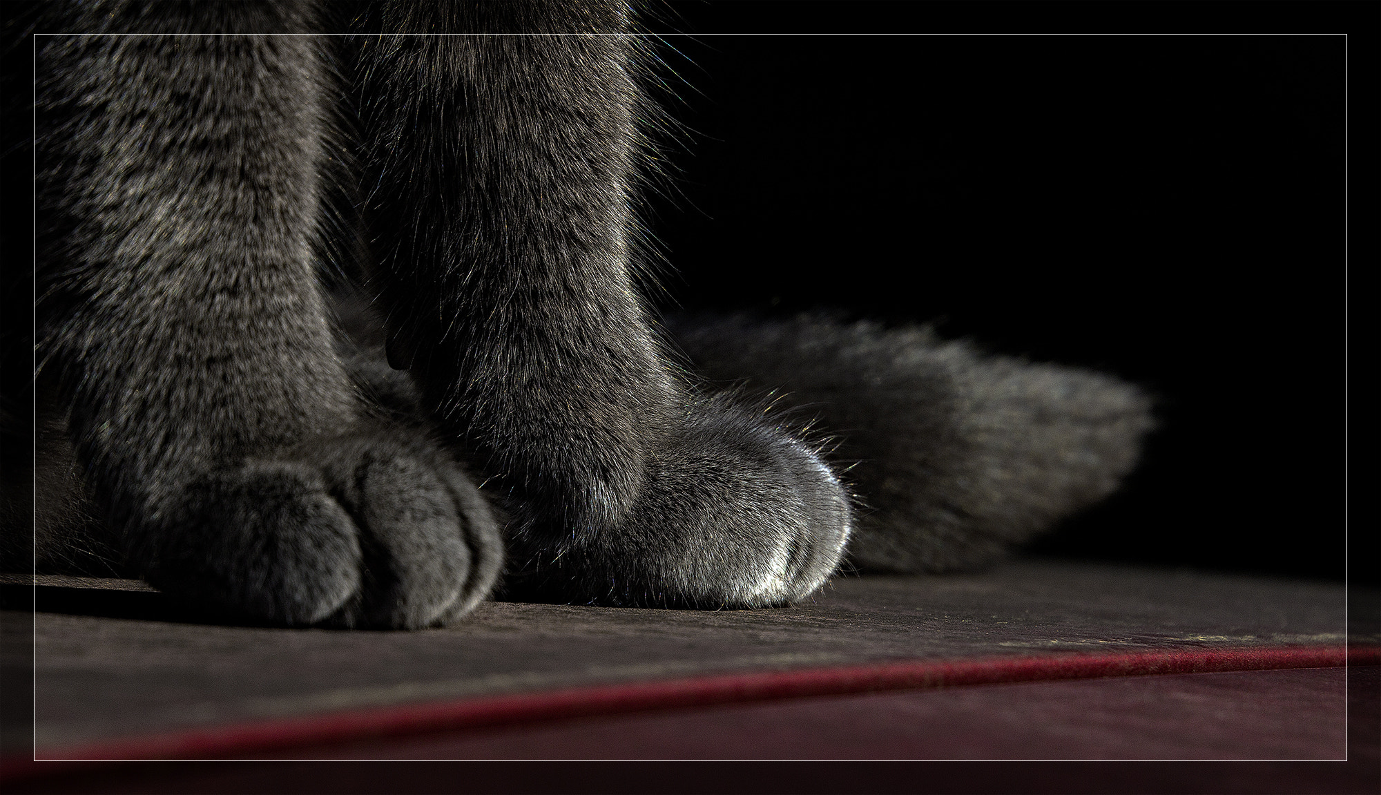 Canon EOS 60D sample photo. Cat photography