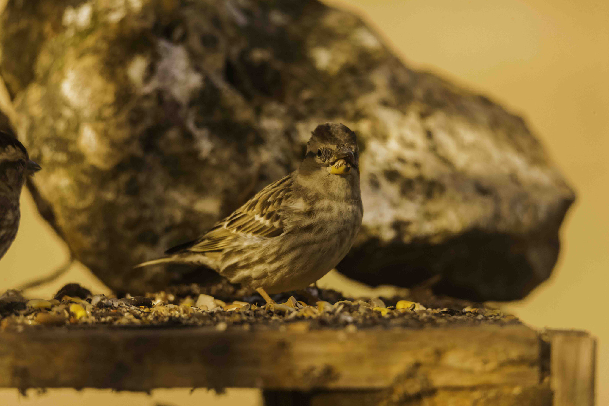 Canon EOS-1Ds Mark III sample photo. Sparrow photography