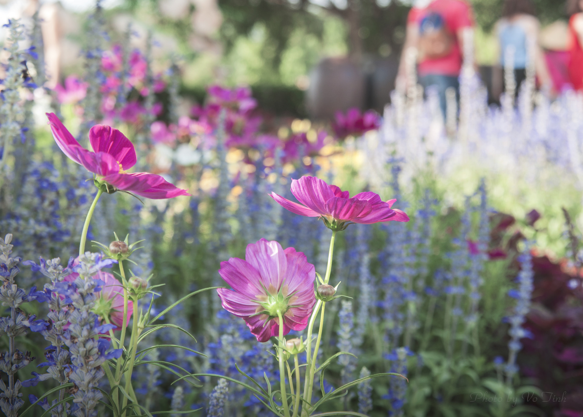 Nikon AF Nikkor 24-85mm F2.8-4D IF sample photo. Cosmos photography