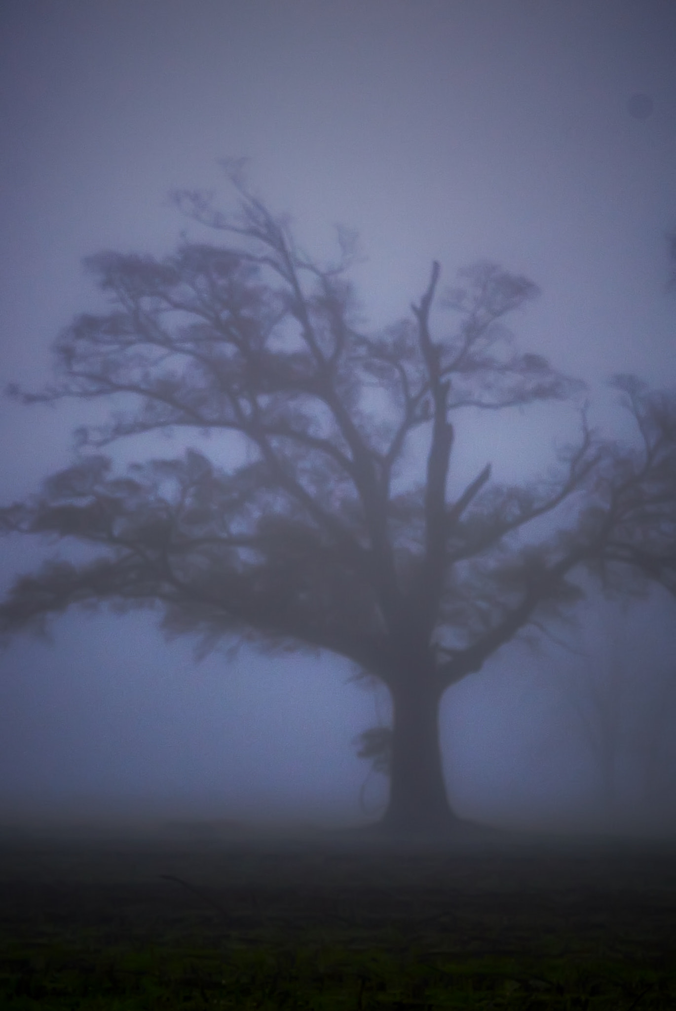 Nikon D300S sample photo. Brouillard bleu photography