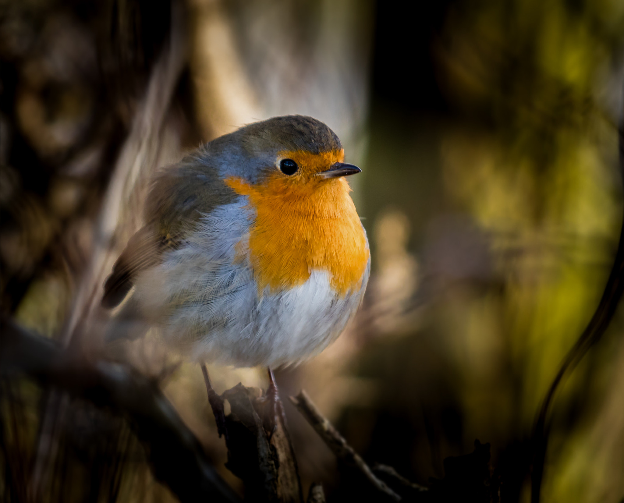 Canon EOS 80D + Canon EF 70-200mm F4L IS USM sample photo. Rotkehlchen/robin photography