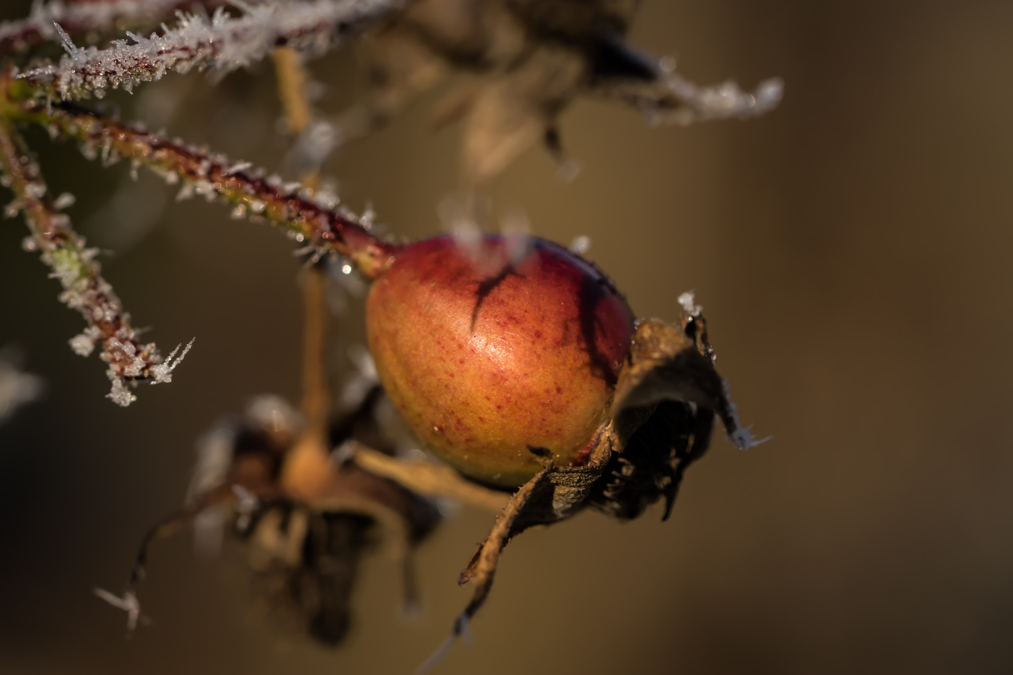 Sony a7 + Sony FE 90mm F2.8 Macro G OSS sample photo. Winter motiv 4 photography