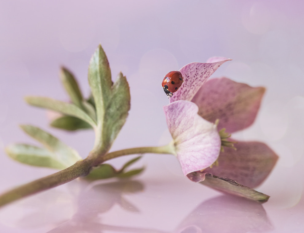 Canon EF 100mm F2.8 Macro USM sample photo. ✻ ✼ ✻ ✼ photography