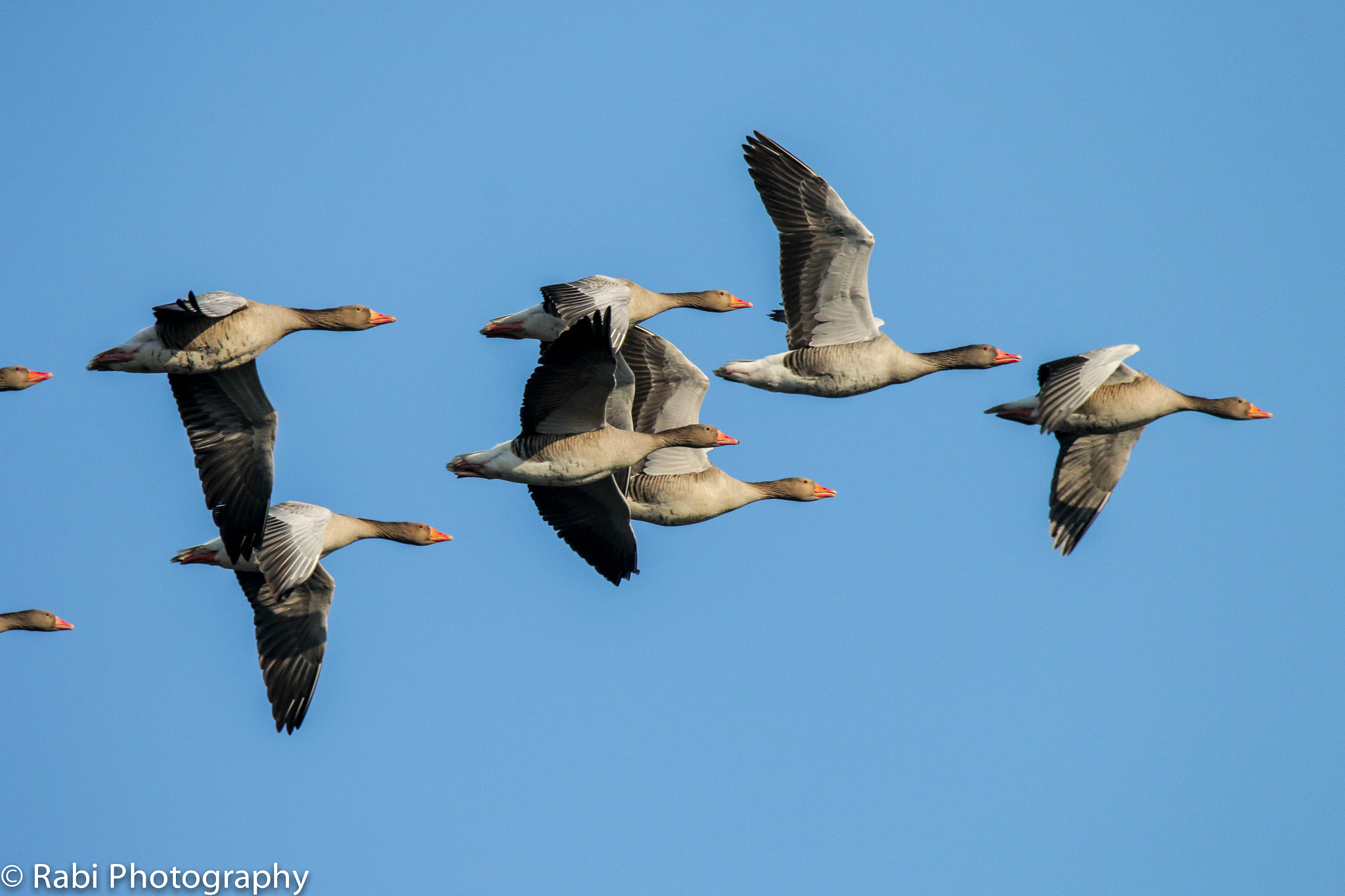 150-600mm F5-6.3 DG OS HSM | Sports 014 sample photo. 20170126-img_0926-2.jpg photography