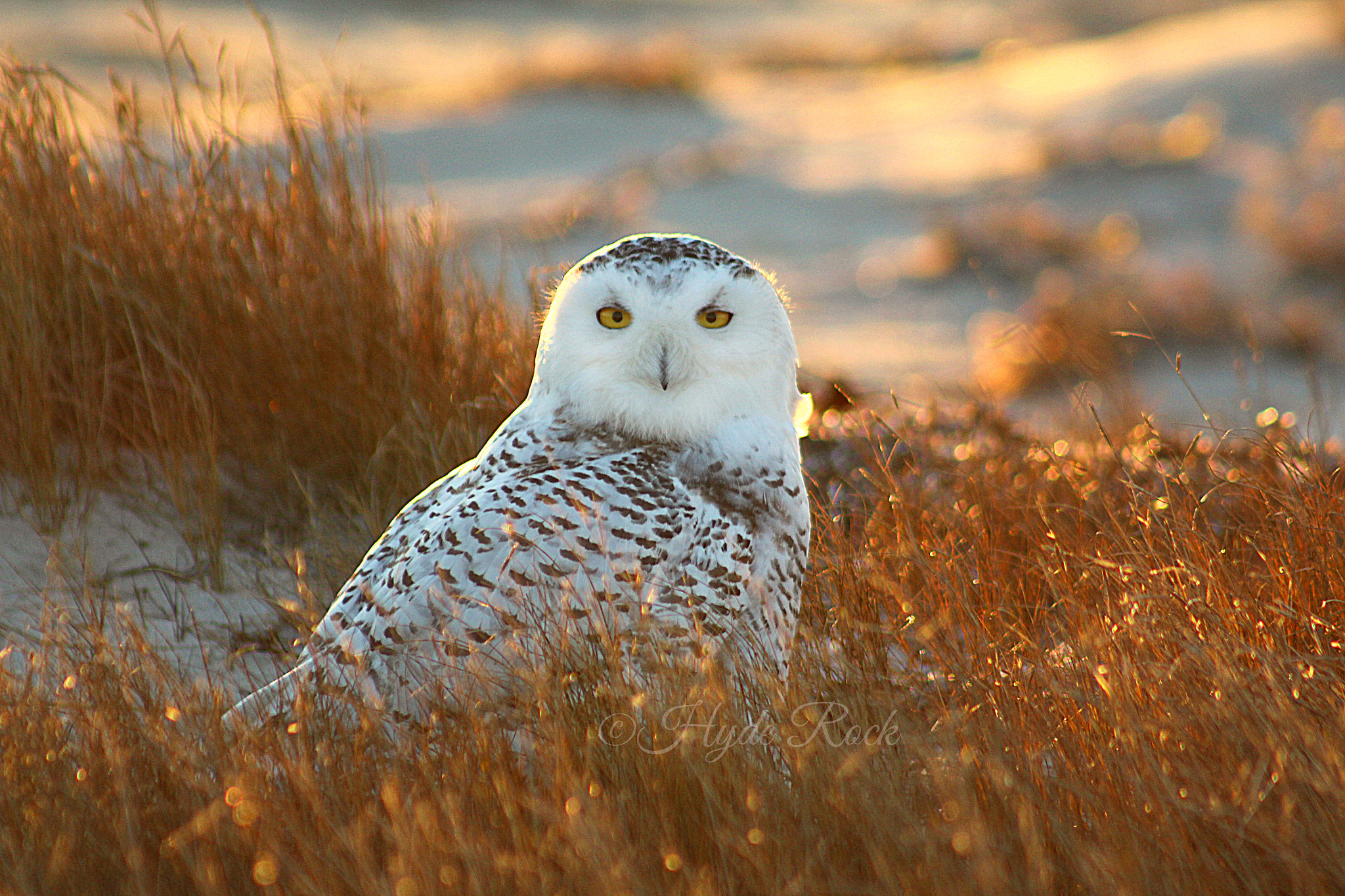 Canon EOS 650D (EOS Rebel T4i / EOS Kiss X6i) + EF75-300mm f/4-5.6 sample photo. Snowy owl, jan. 1, 2017, ©hyde | rainbow river art photography