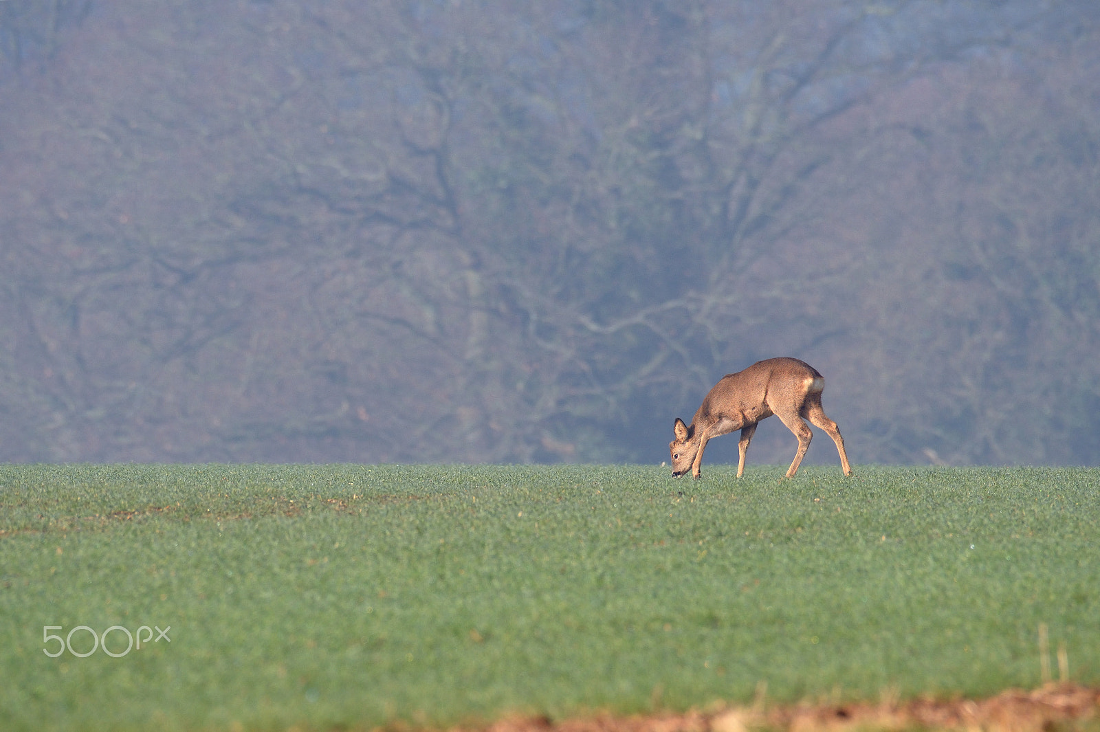 Nikon AF-S Nikkor 200-500mm F5.6E ED VR sample photo. Last years young buck photography